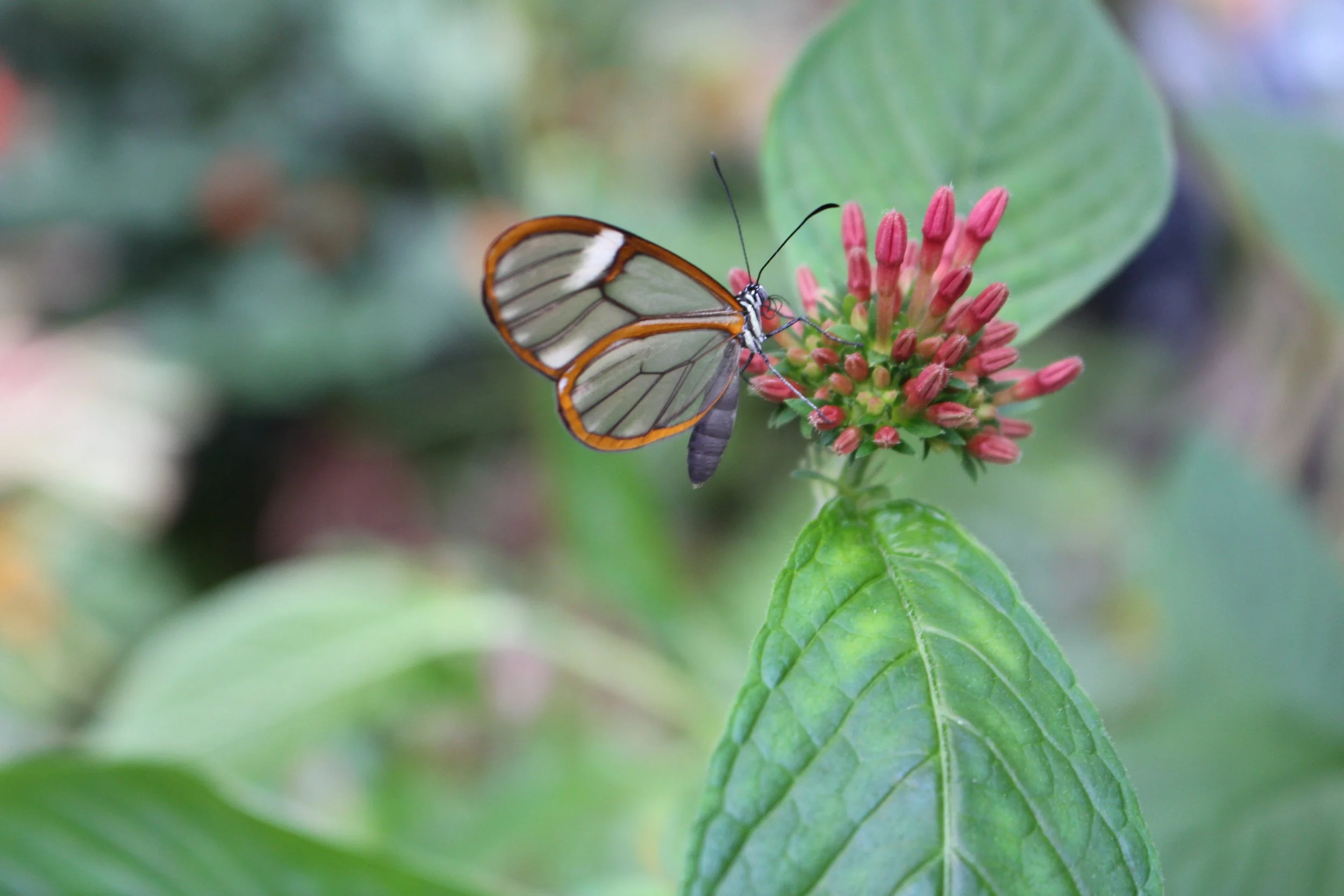 Close-up photograph of a Glasswing butterfly with transparent wings perched on pink flowers, surrounded by a softly blurred green background. Captured by Two Dogs & A Camera Photography.