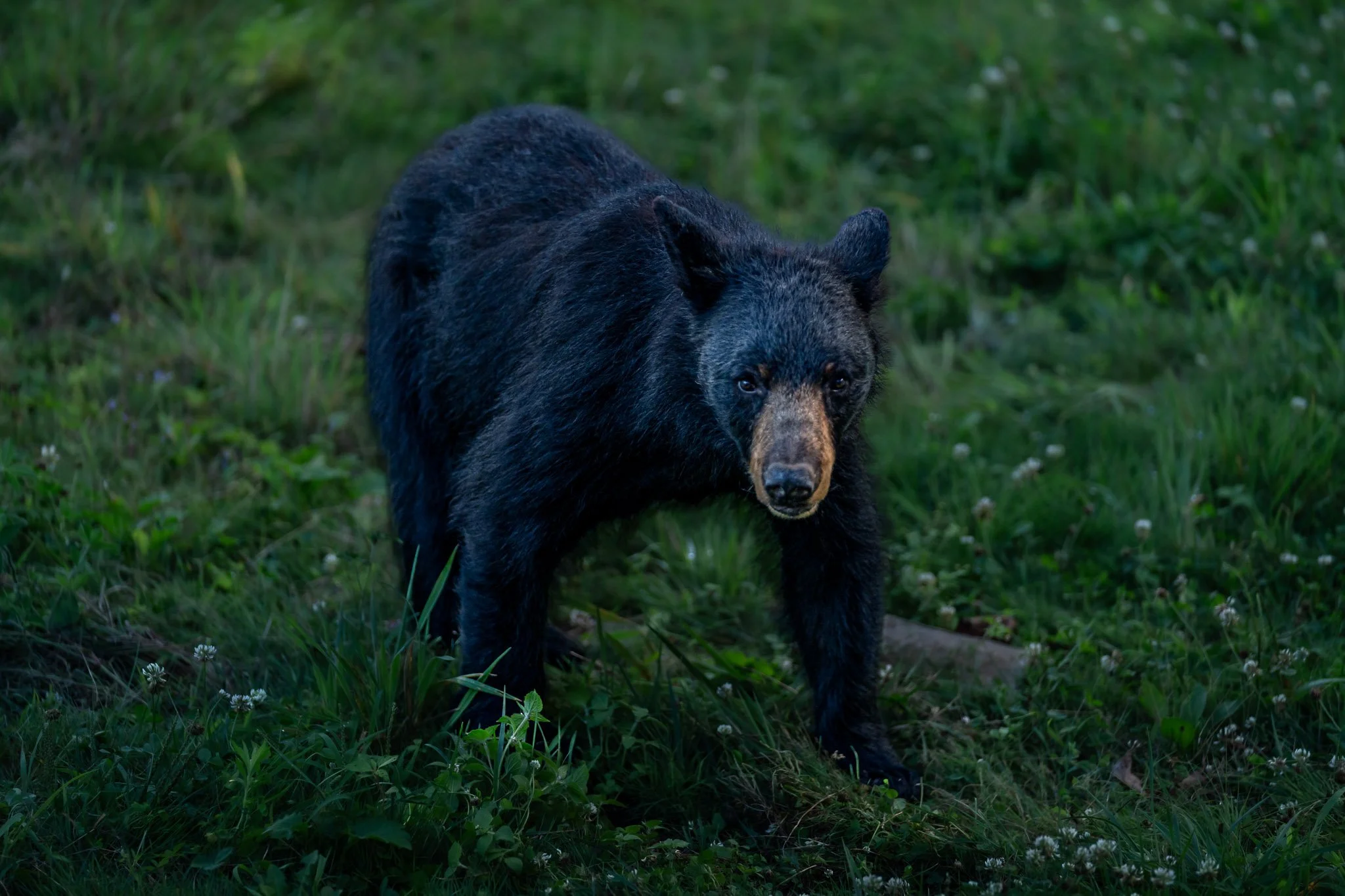 A curious black bear pauses for a brief moment, making direct eye contact before continuing through a mountain meadow along the Blue Ridge Parkway. The first photograph in a forty-five minute encounter that forever changed the way I see wildlife.
