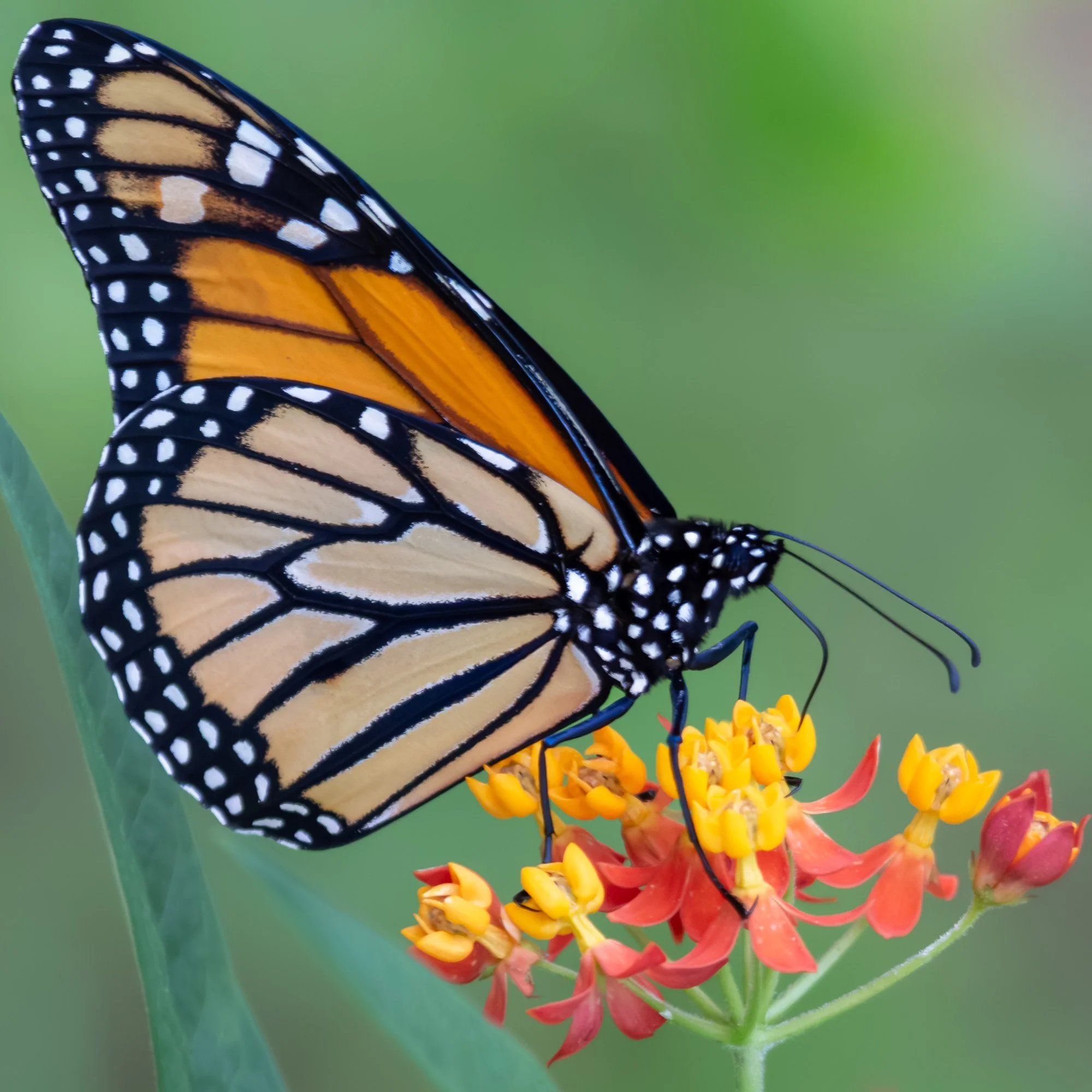 Close-up of an orange-and-black monarch butterfly resting on red and yellow milkweed flowers against a softly blurred green background.