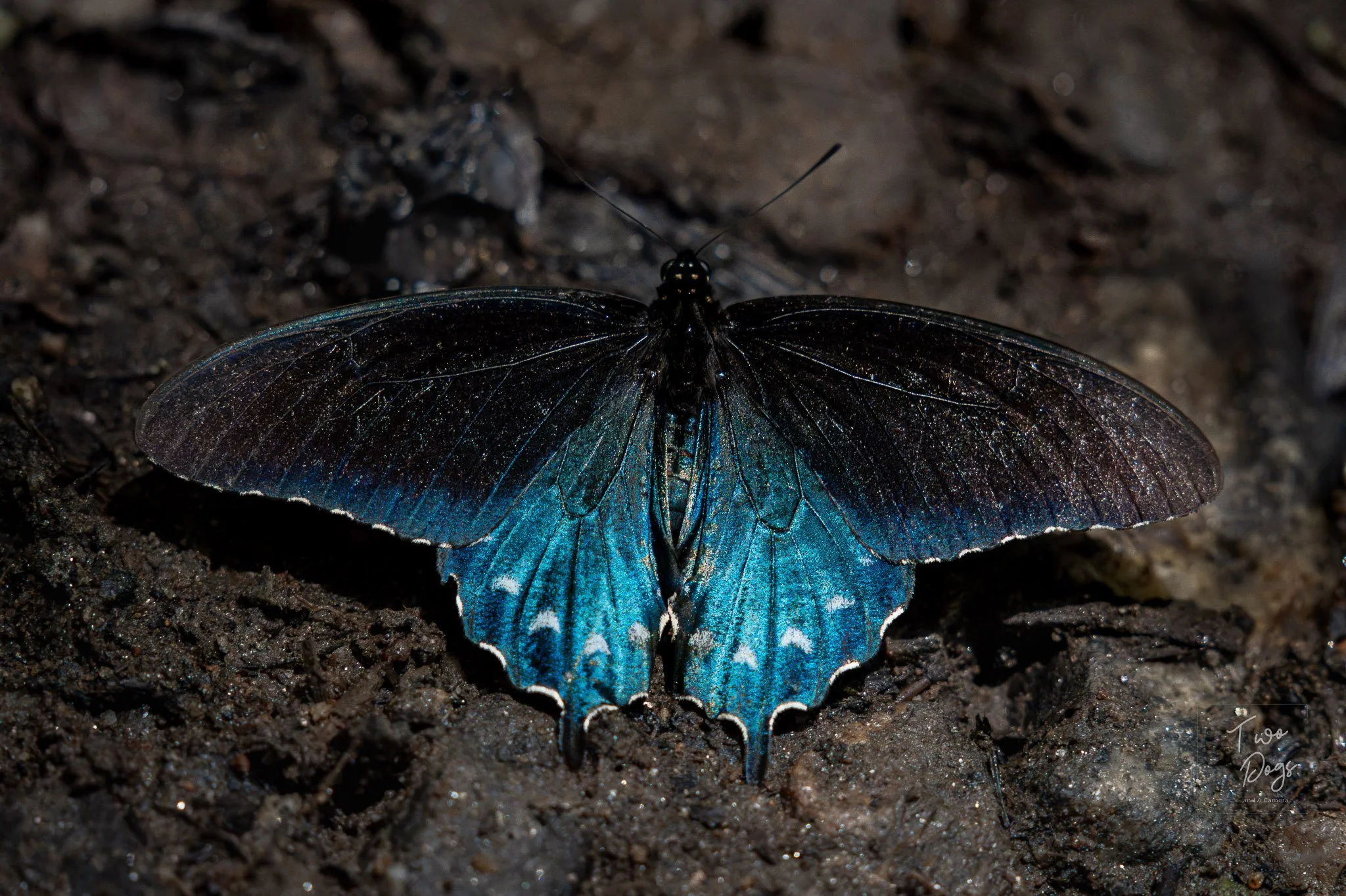 Pipevine swallowtail butterfly with wings spread, revealing brilliant iridescent blue markings while resting on damp earth near Reems Creek, North Carolina.