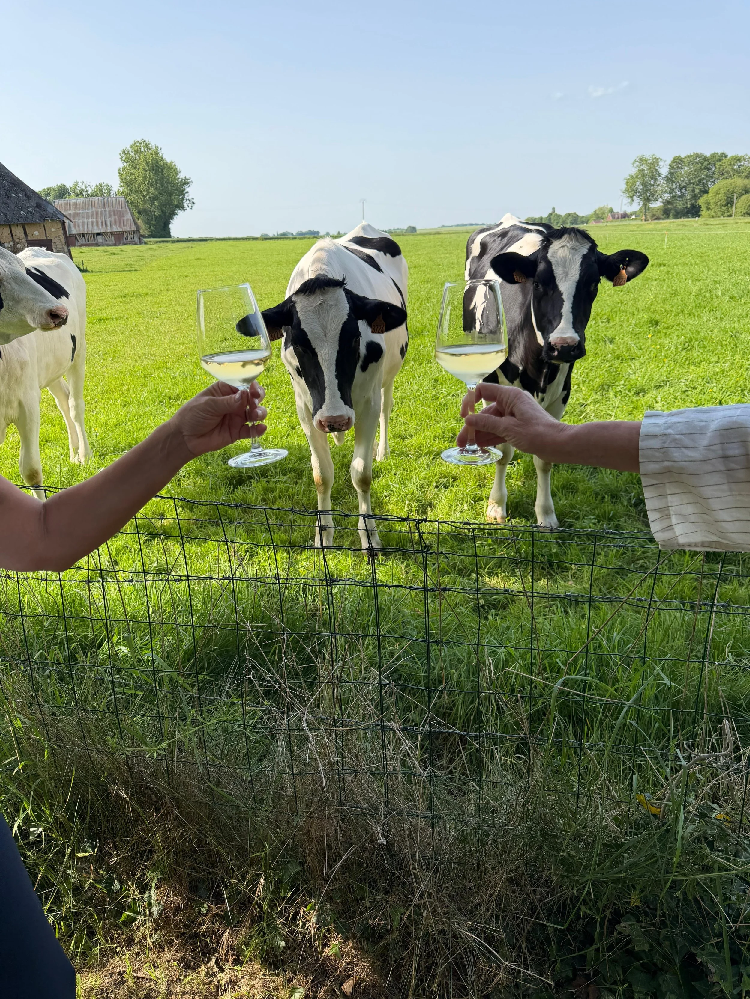 Two people holding glasses of white wine in front of three black and white dairy cows in a green pasture on a bright, sunny day.