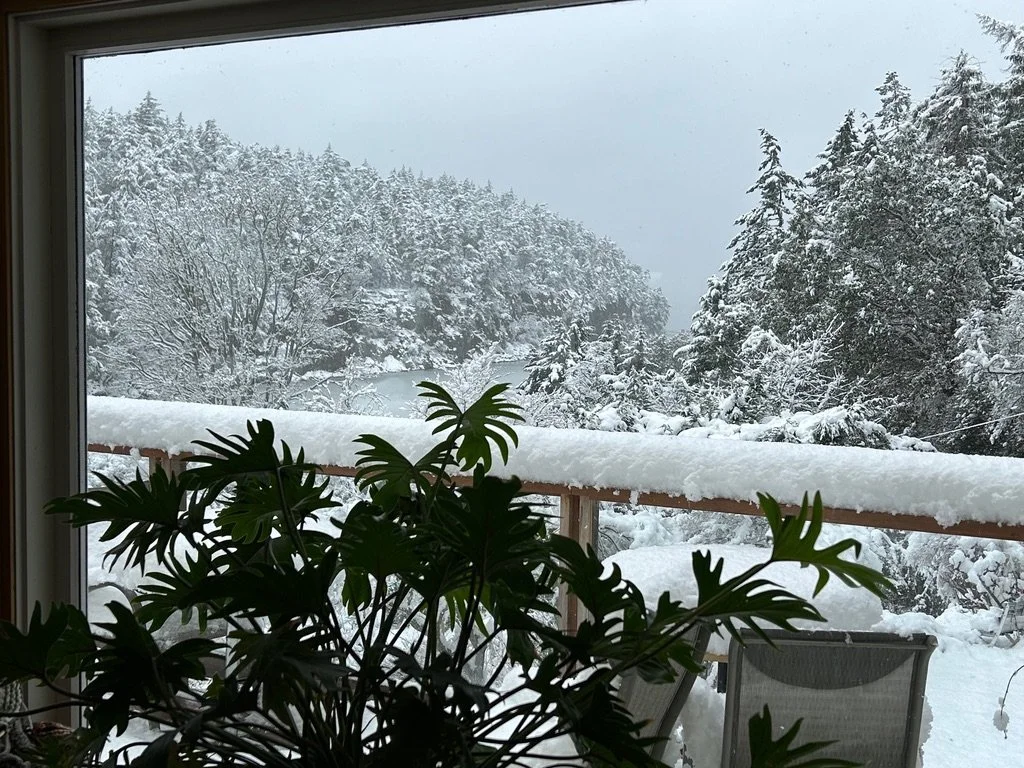 Snow-covered trees and landscape viewed from a house window with a plant silhouette in the foreground.