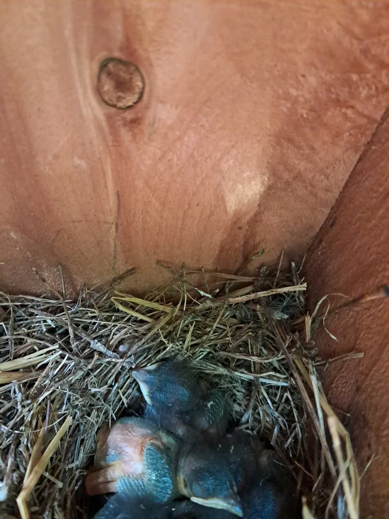 Getting Swooped by an Eastern Bluebird Mother