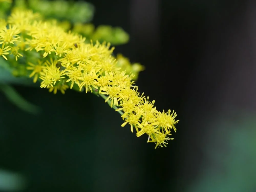 Goldenrods: Facts and Thoughts