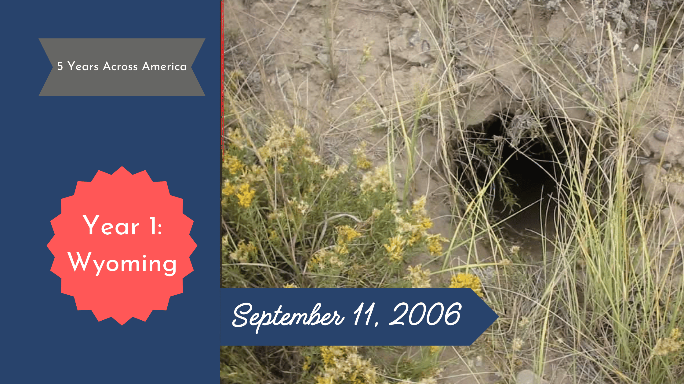 A round burrow in a hillside hidden by yellow flowers and tall grass