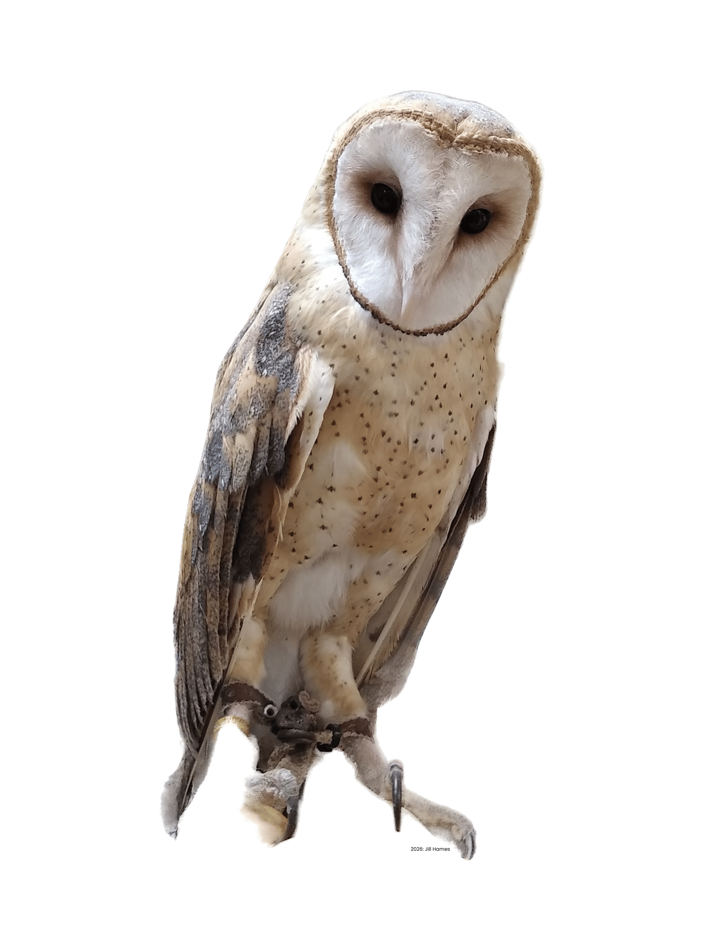 Photo of a barn owl