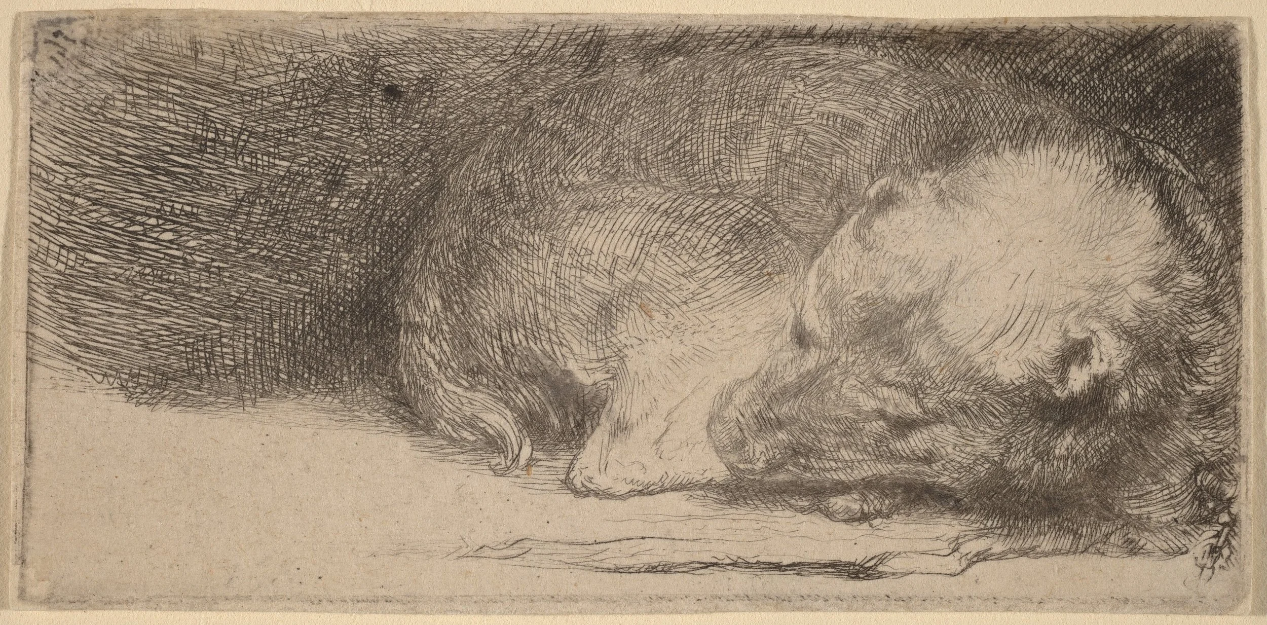 Etching of sleeping puppy