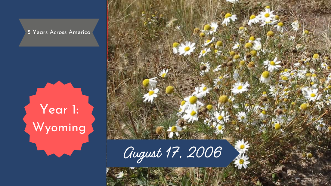 White daisies blooming on a hillside