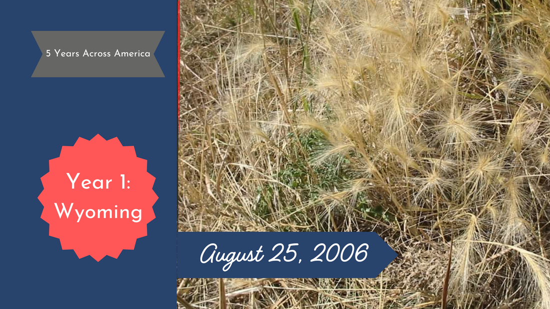Yellow grass with fullfy seedheads