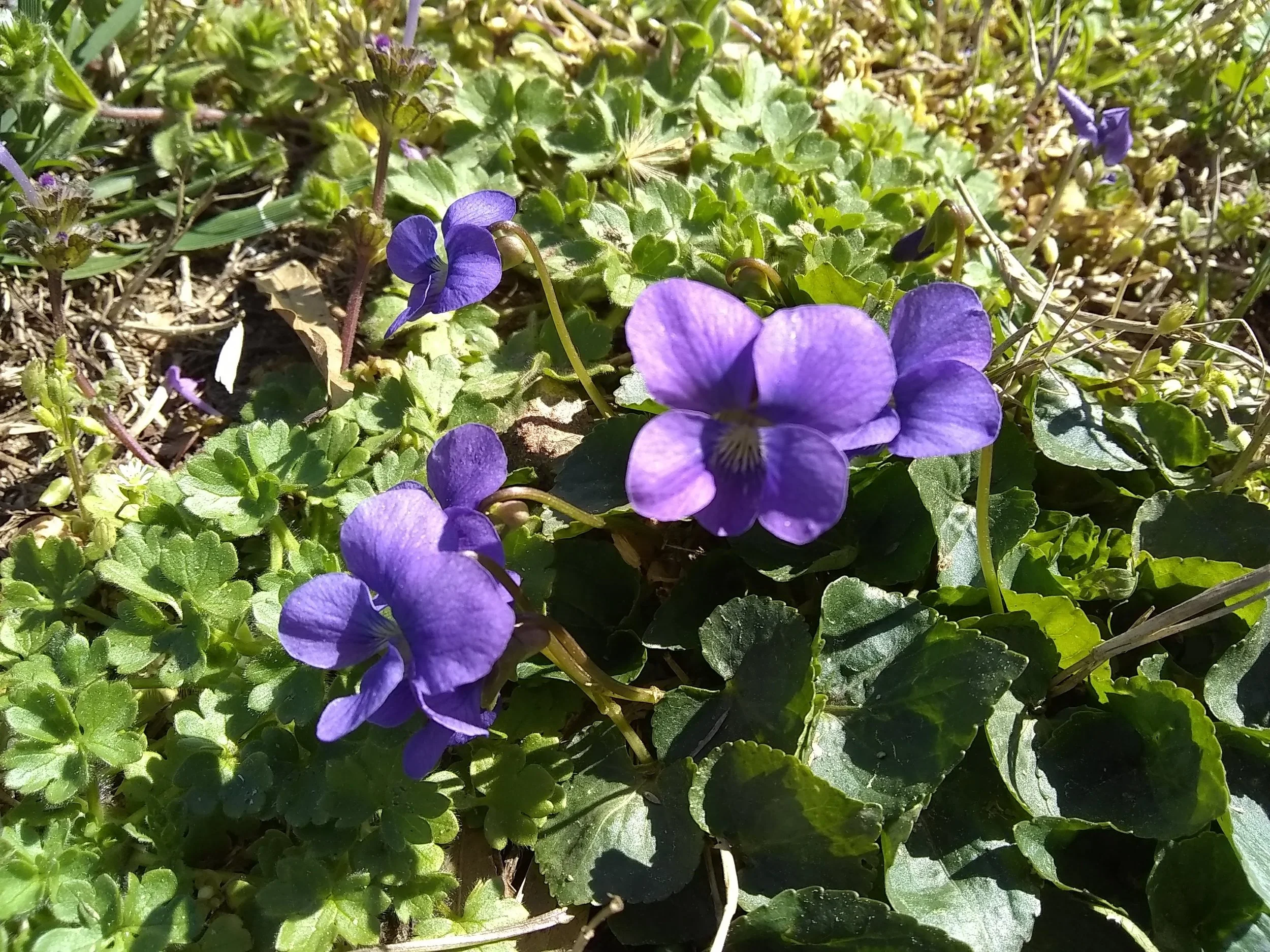 Common Violet