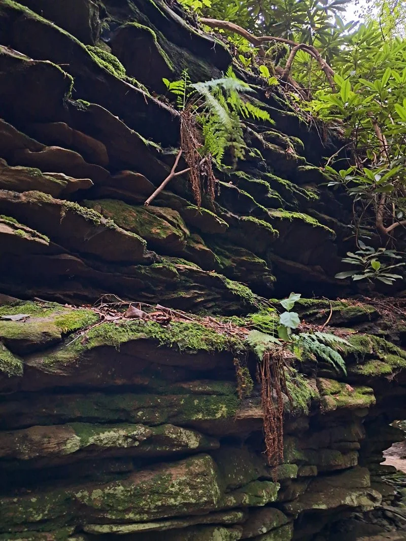 Ferns and laurel grow out of a rocky mountainside