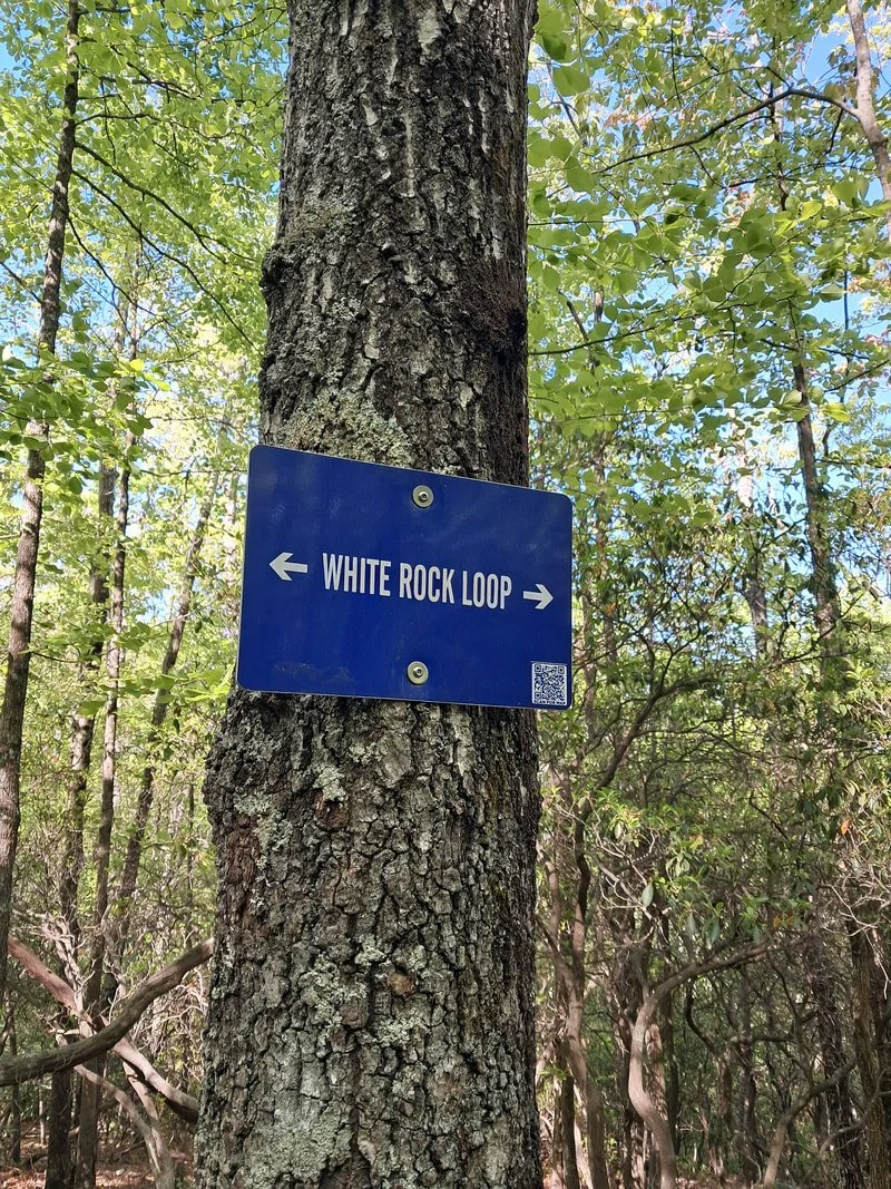 A blue sign on a tree reads White Rock Loop and has a QR code