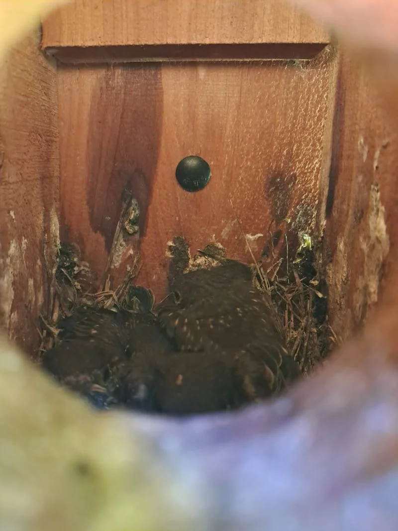 Eastern bluebird fledglings sitting in a nest box