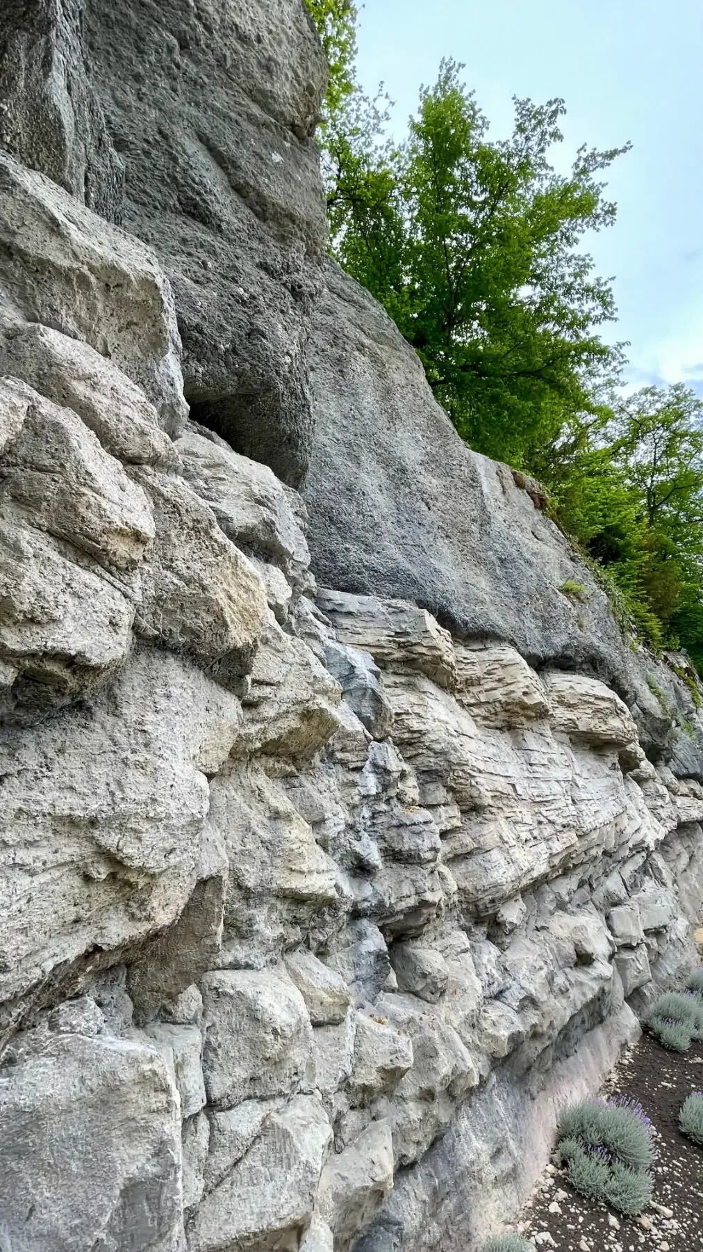 Rekonstruierte Felswand am Gubelstein mit unterschiedlichen Gesteinsformationen und Schichtverläufen; am Fuß der Felswand wächst Lavendel.