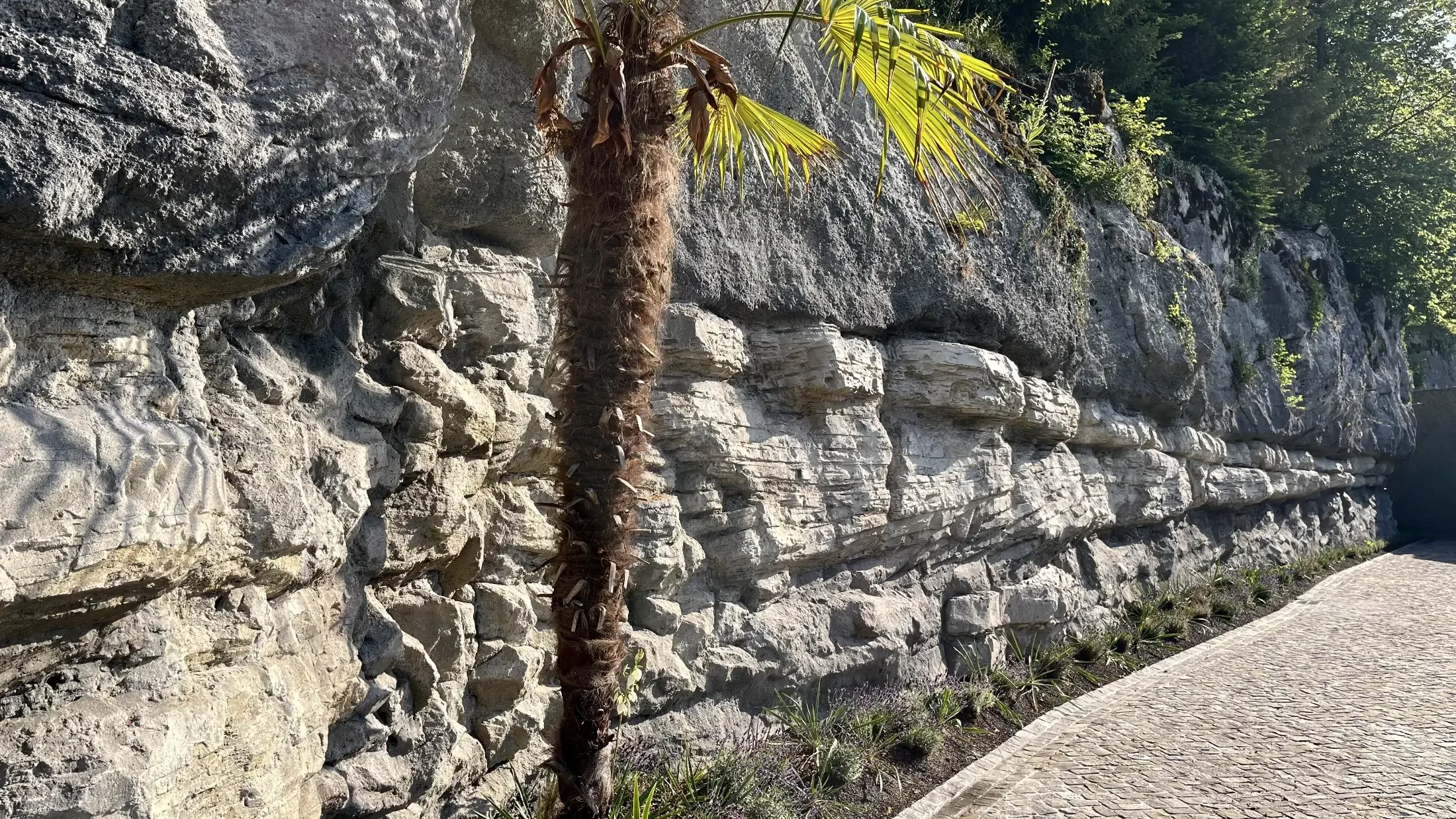 Fertige rekonstruierte Felswand am Gubelstein mit hellen und dunklen Gesteinsformationen, ausgeprägten Schichtverläufen und Bepflanzung entlang der Felswand.