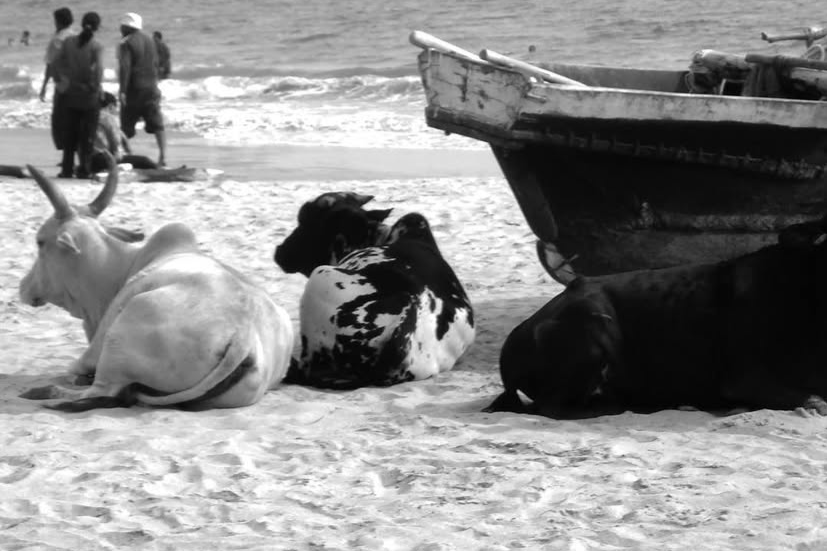 Three cows lying on the sandy beach near the water with a boat nearby, and three people standing at the shoreline in the background.