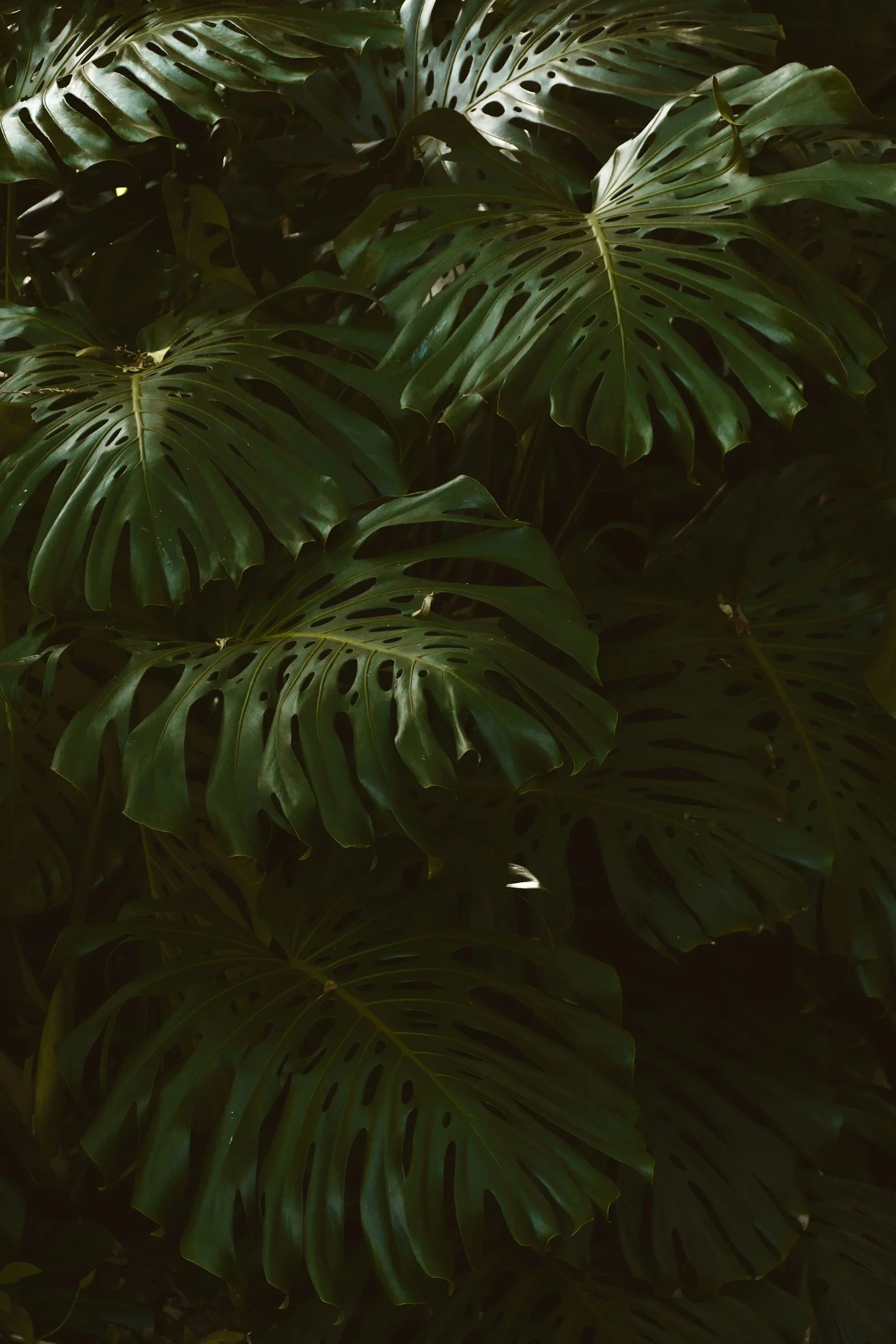 Close-up of large green Monstera leaves with natural light highlighting their holes and splits.