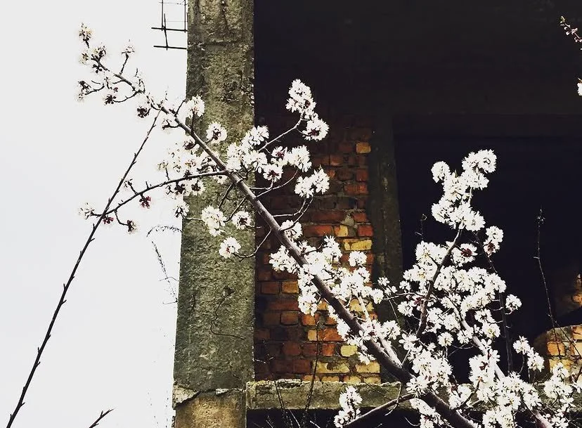 Branch with white blossoms in front of a brick and concrete wall.
