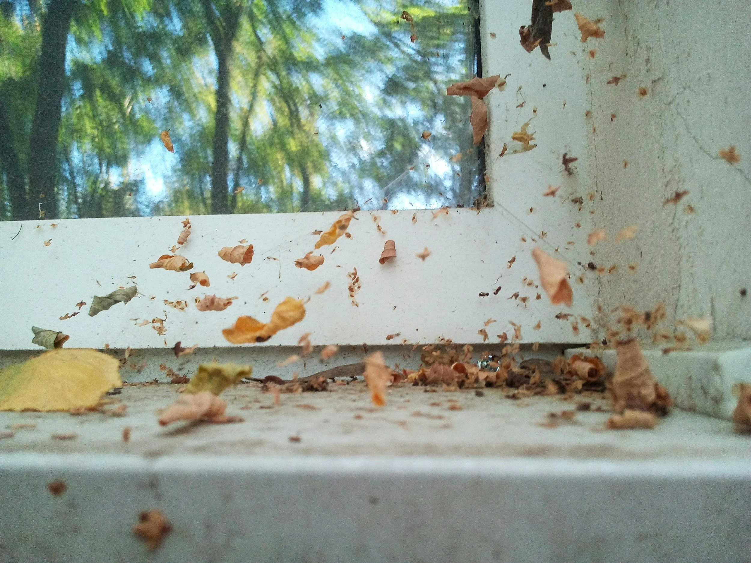 Dead leaves scattered on the floor near a glass window reflecting green trees and blue sky outside.