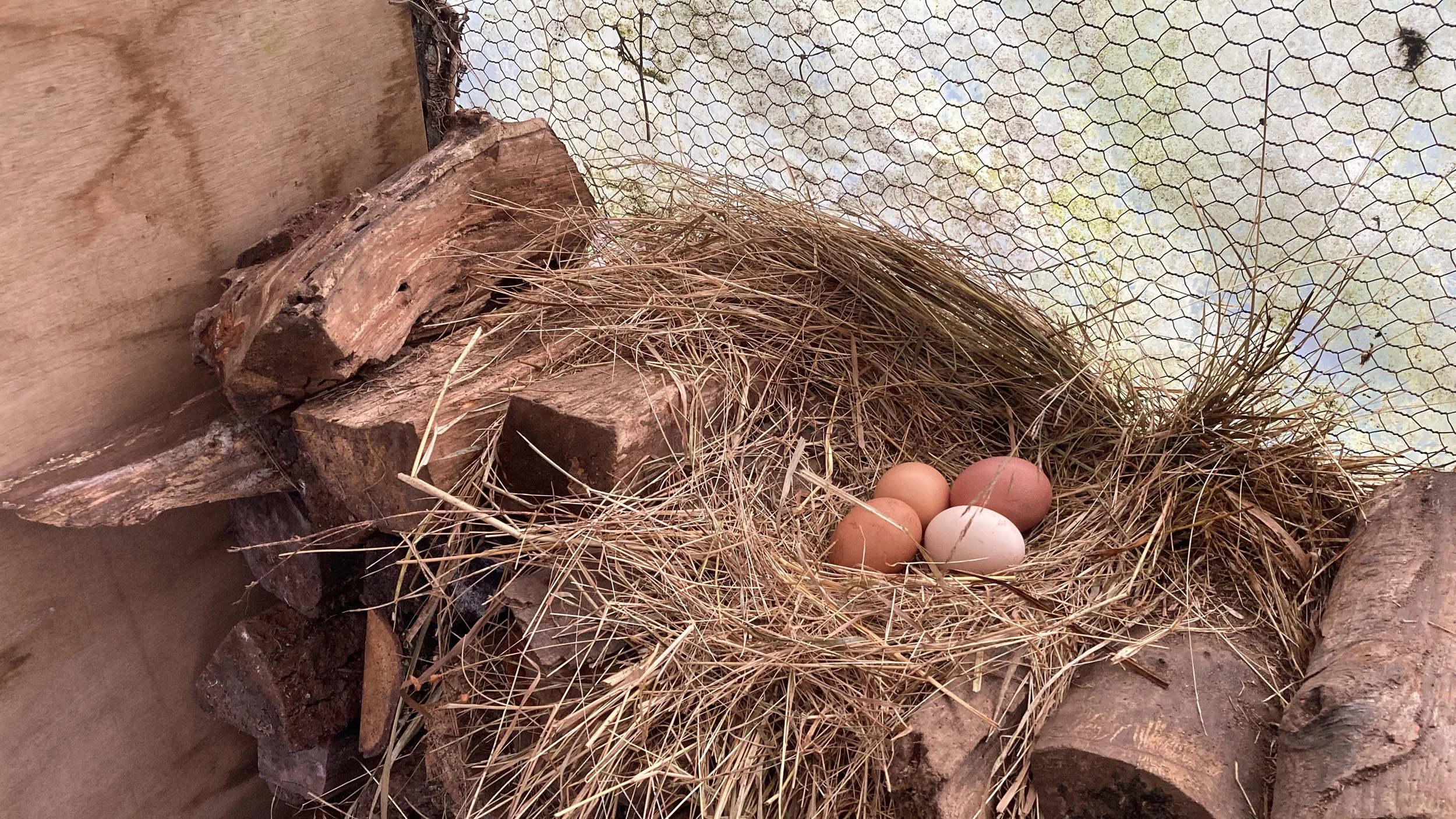 A nest made of straw and twigs holding four eggs, with a background of a wooden wall and wire mesh.