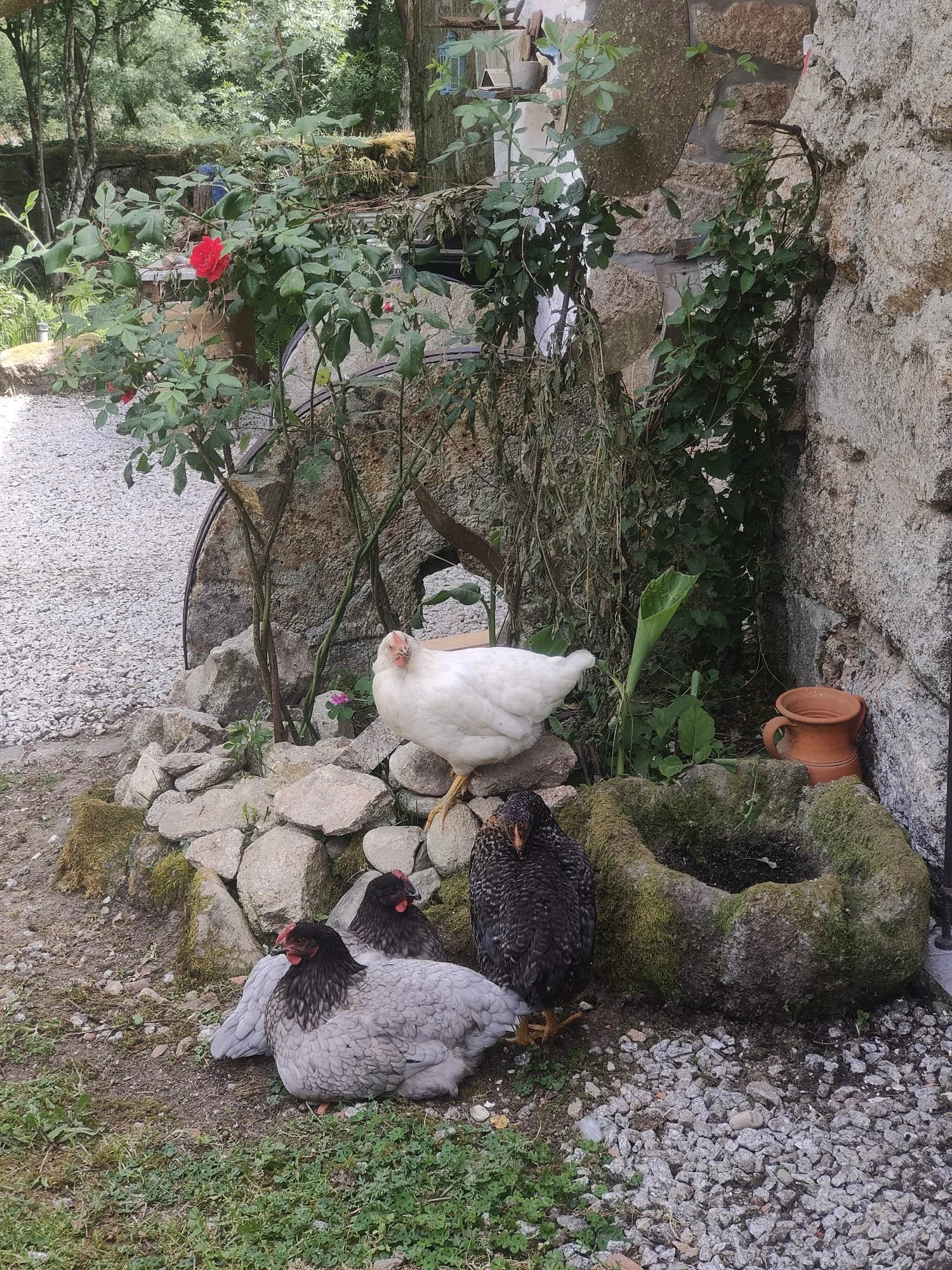 Hühner vor einem Steinmauer, umgeben von Pflanzen, mit einer weißen Henne in der Mitte, mehreren schwarzen Hühnern im Vordergrund, und einem terrakotta-Topf.