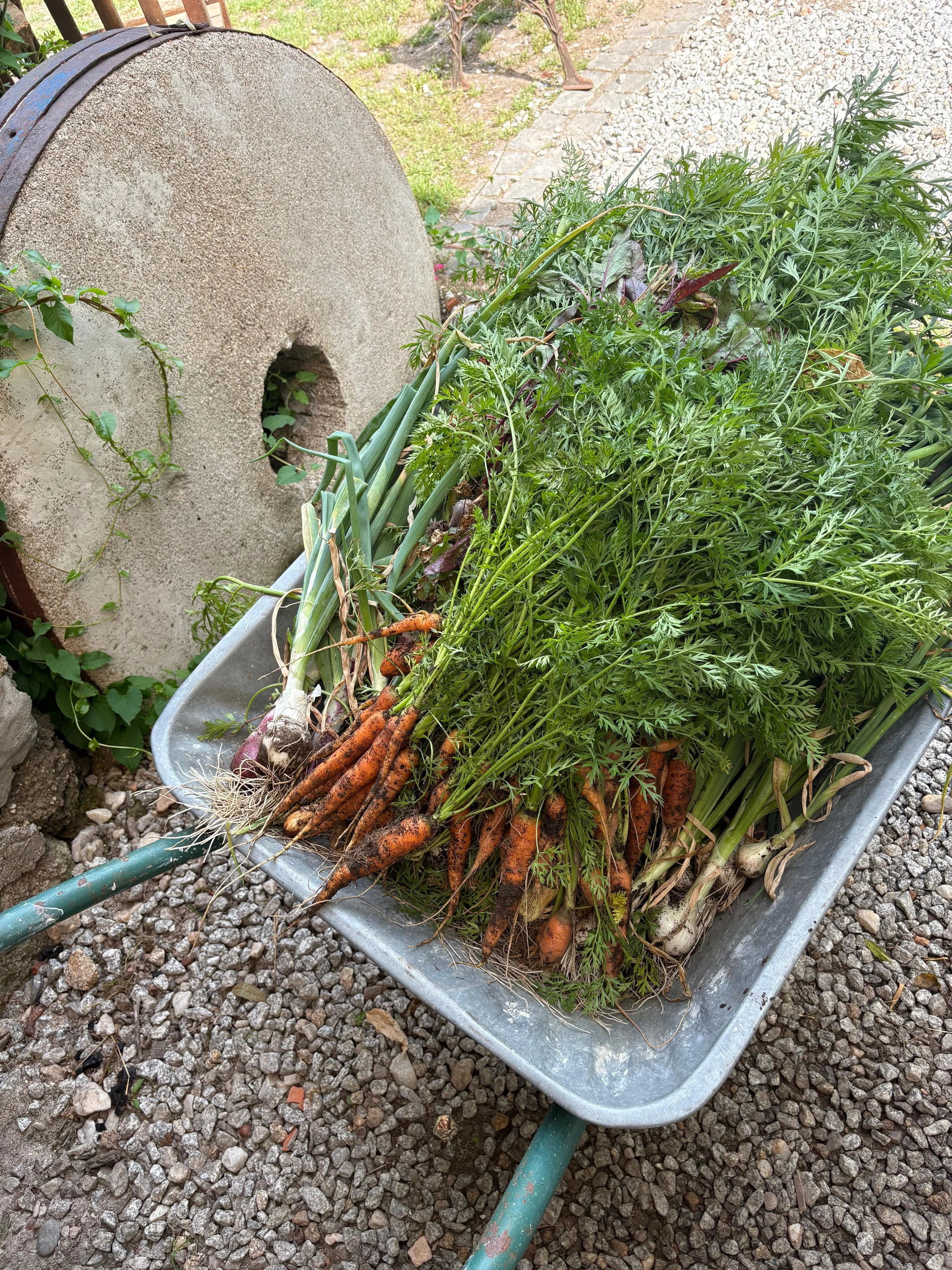 A metal wheelbarrow filled with freshly harvested carrots and various herbs, with a stone and gravel surface underneath.
