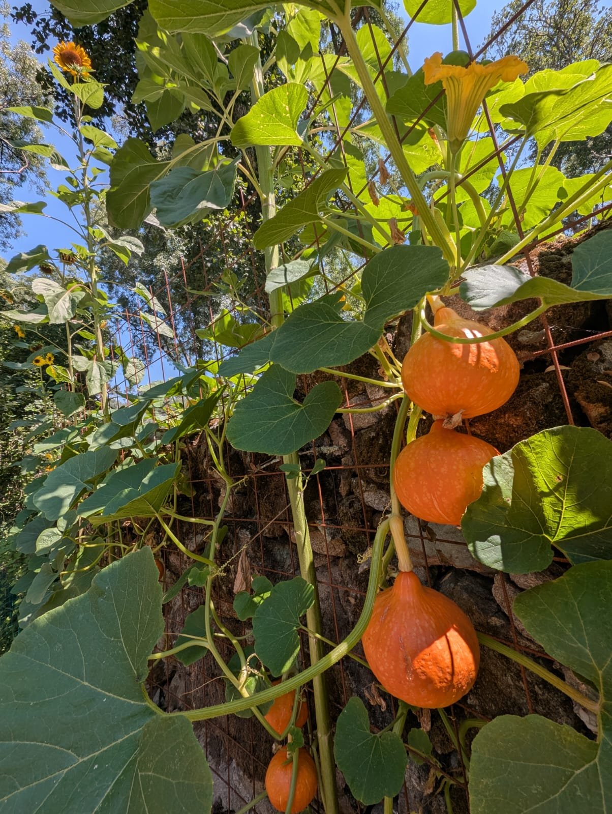 A plant with large green leaves and orange lantern-shaped gourds hanging from it, growing on a wire fence against a backdrop of blue sky and trees.
