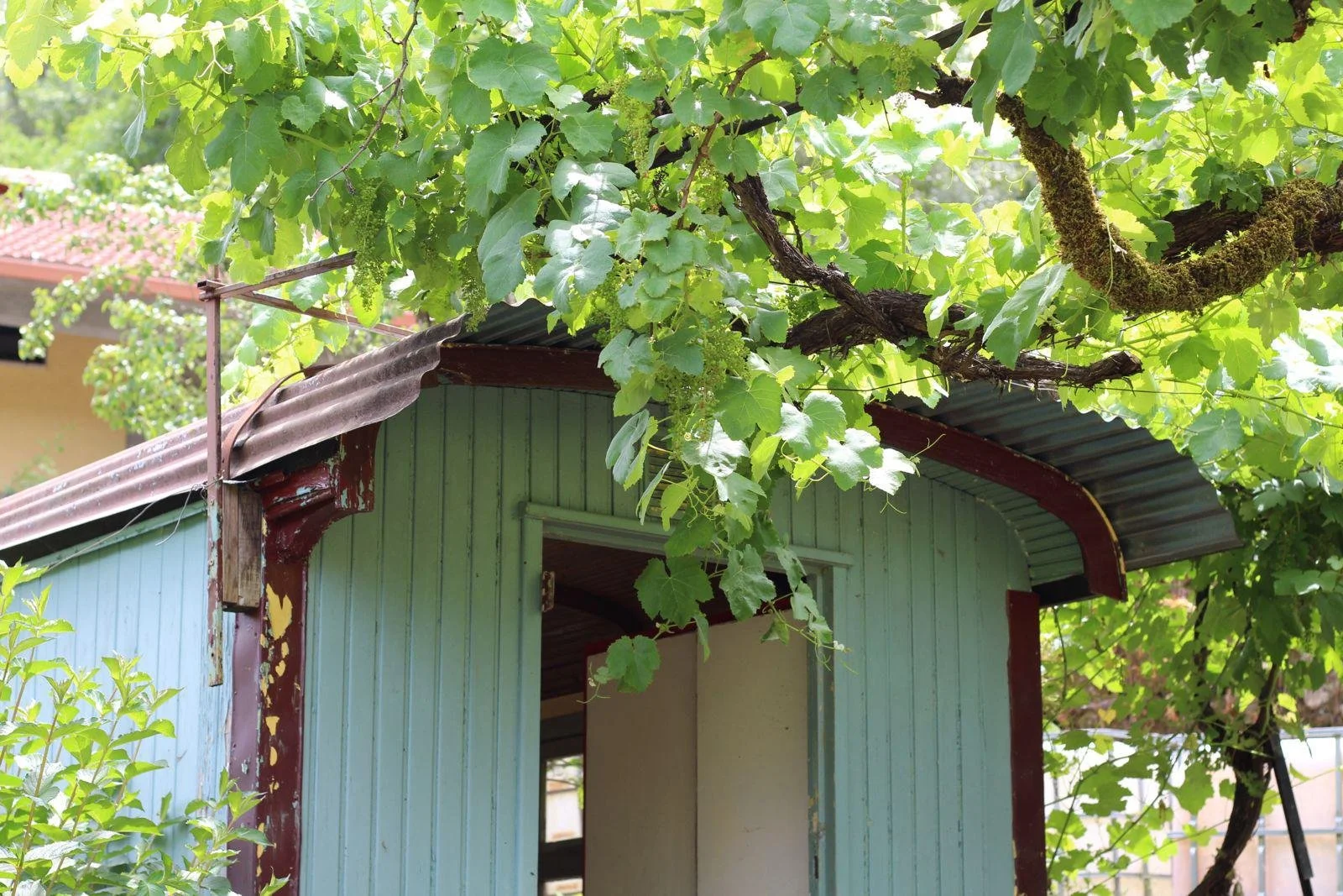 Altes, kleines Gartenhaus mit grüner Holzverkleidung im Laub. Über dem Dach wächst ein großer, blühender Weinrebe mit vielen grünen Blättern und Trauben.