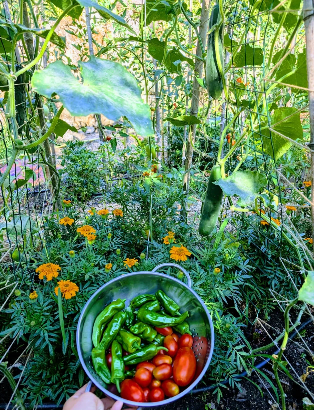 A garden with cucumber plants and orange marigold flowers, with a metal bowl of green peppers, cherry tomatoes, and a ripe red tomato in the foreground.