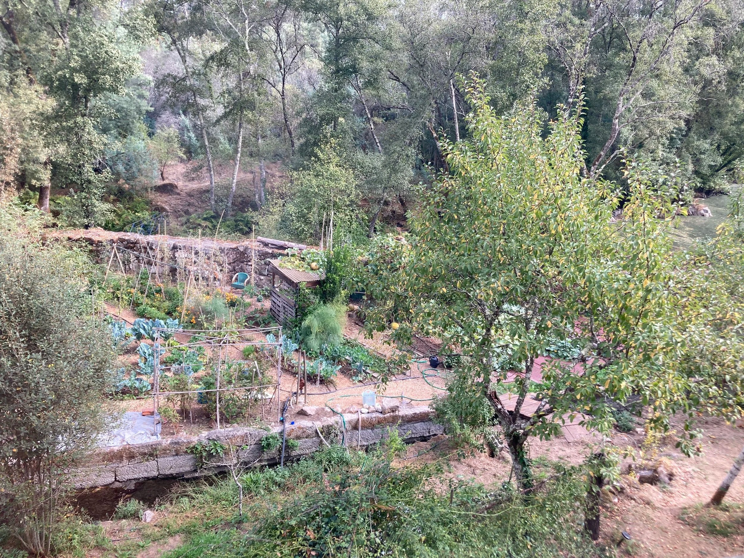 A backyard garden with trees, plants, and a small pond or water feature. There is a slope filled with greenery and a stone or concrete border, with some garden structures and tools visible.