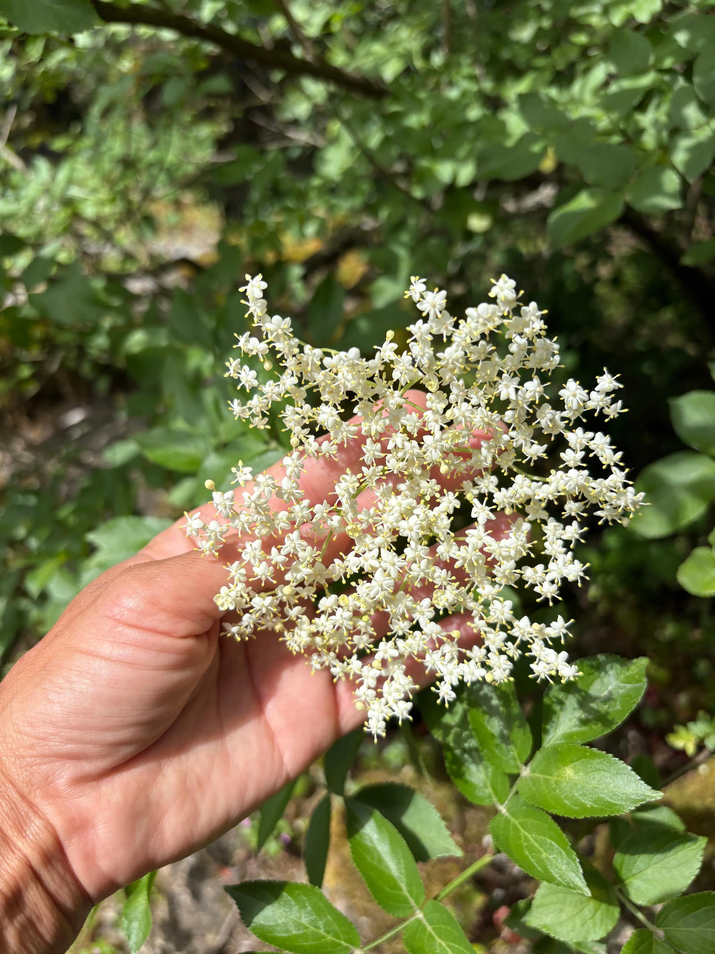 Hand holding a cluster of small white flowers with green leaves in the background.