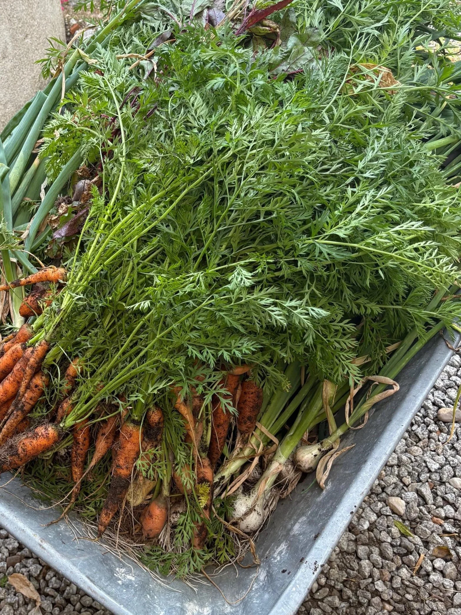 Fresh carrots with green tops in a metal container on gravel ground.