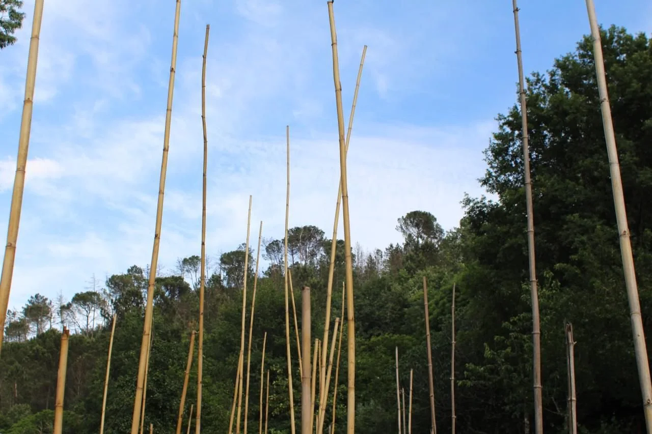 Tall bamboo poles standing vertically in an outdoor area with trees and a partly cloudy sky in the background.