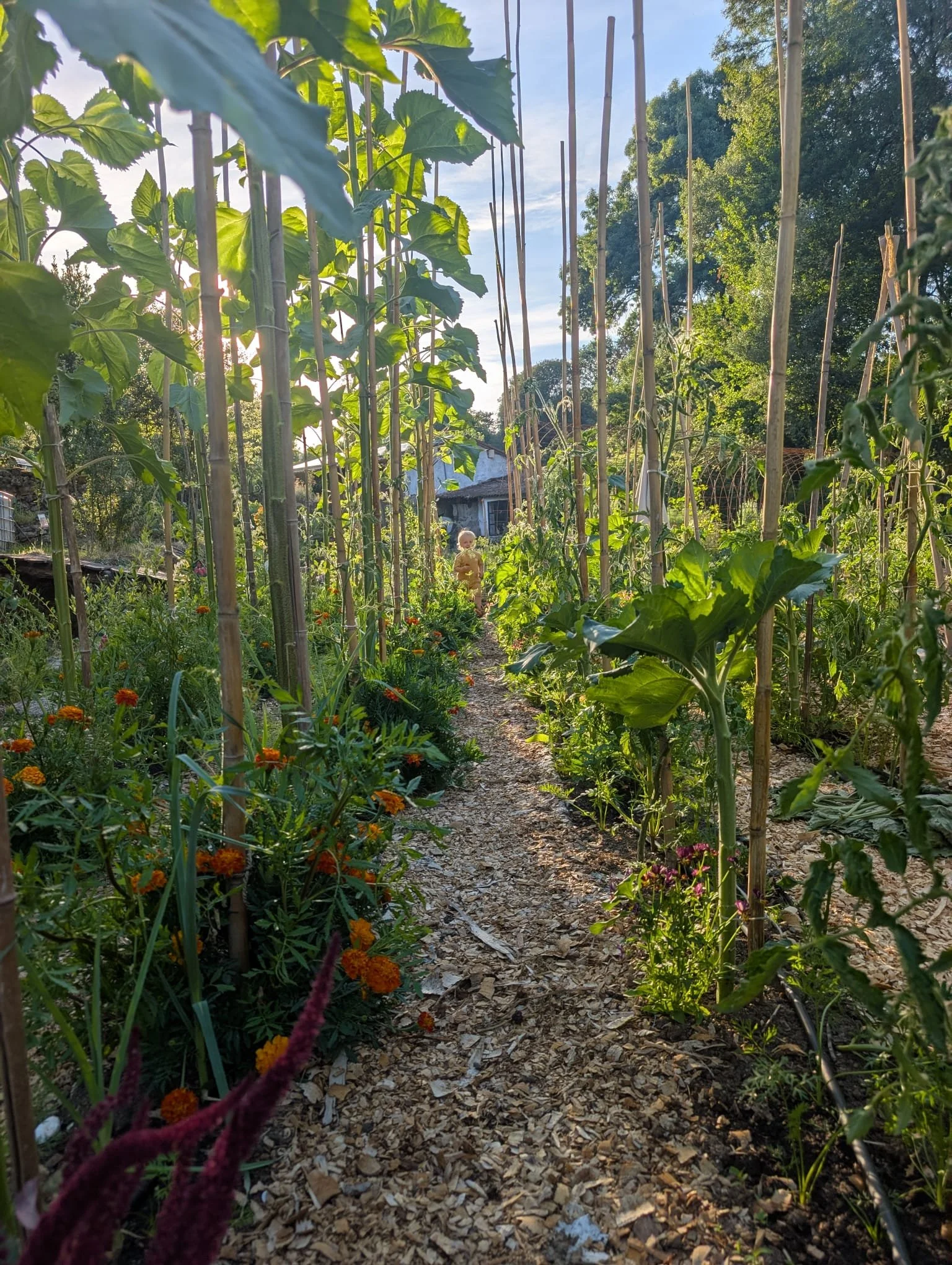 A garden with a dirt pathway surrounded by tall green plants and flowers, with a small house and trees visible in the background, sunlight shining through the leaves.