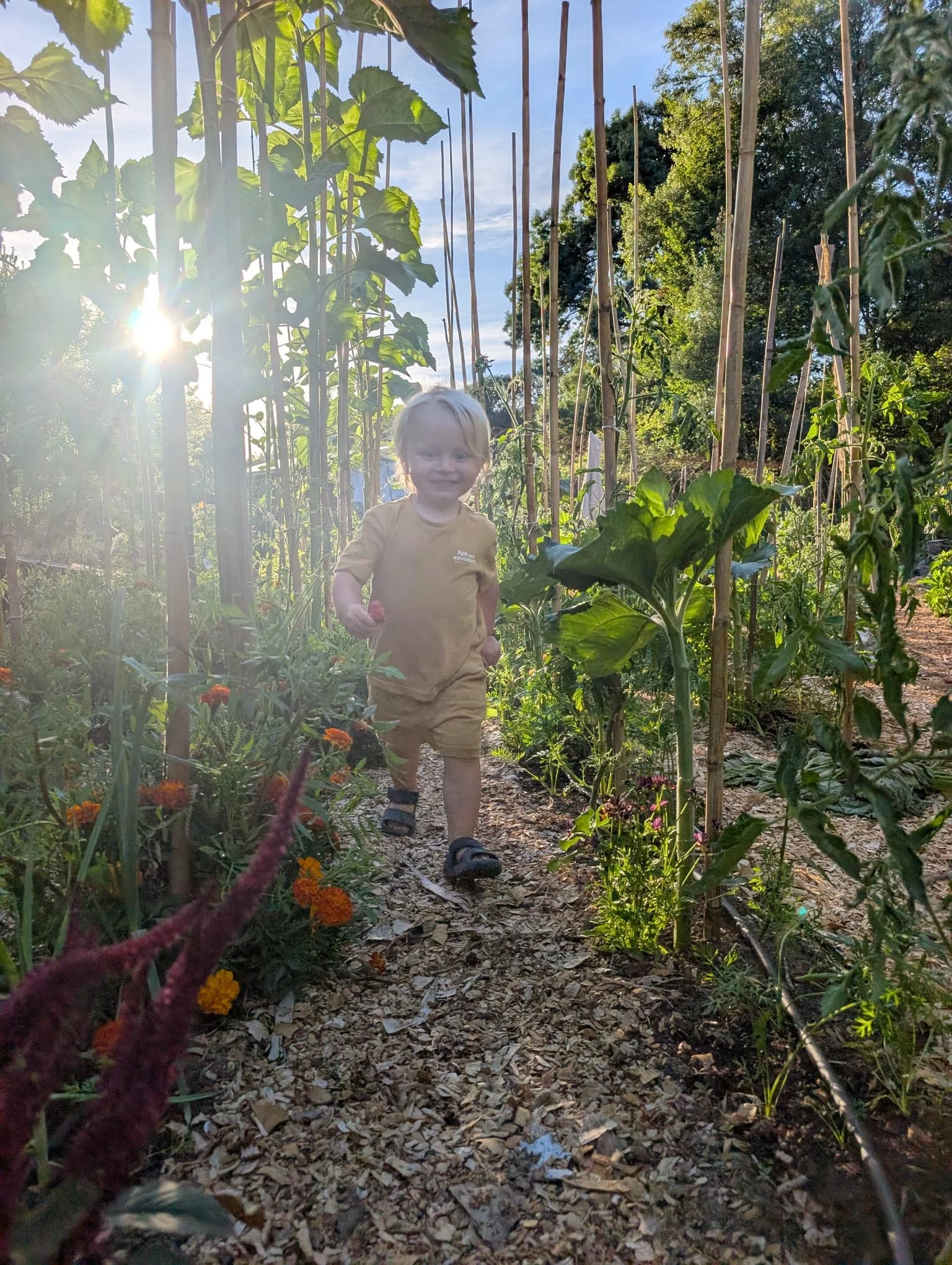 A young boy with blonde hair and a yellow shirt walking through a vegetable garden with green plants supported by bamboo stakes during late afternoon sunlight.