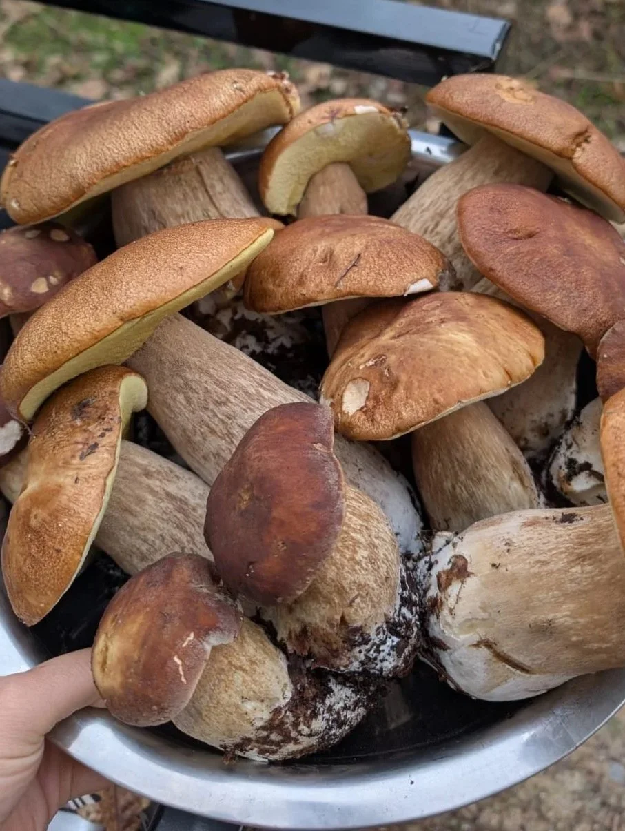 Close-up of a person's hand holding a metal bowl filled with freshly foraged wild mushrooms of various sizes and colors, some with dirt on their stems, set outdoors on a black surface with a blurry natural background.