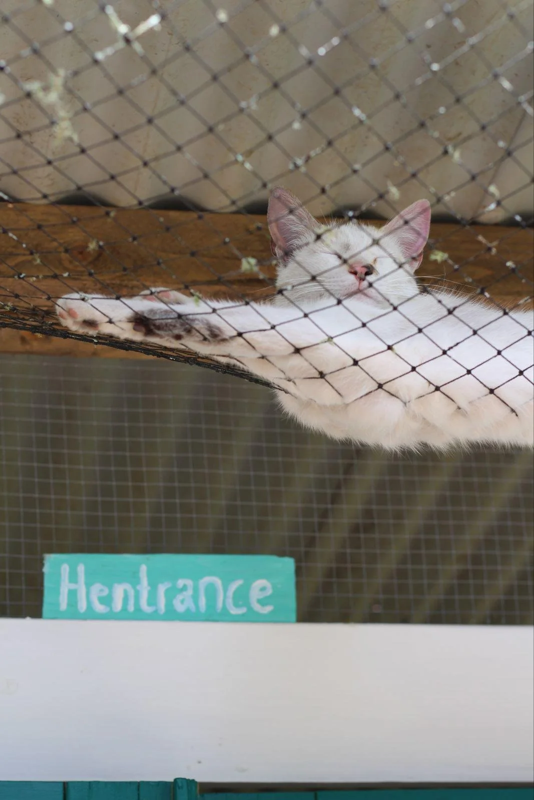 A white and brown cat sleeping on a wooden platform inside a cage with wire mesh, with a green sign labeled 'Hentrance' in front of the cage.