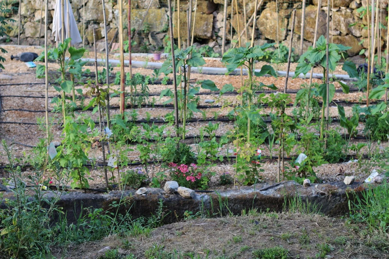 A vegetable garden with tomato plants supported by stakes, small flowering plants, and a stone border, with a rocky hillside in the background.