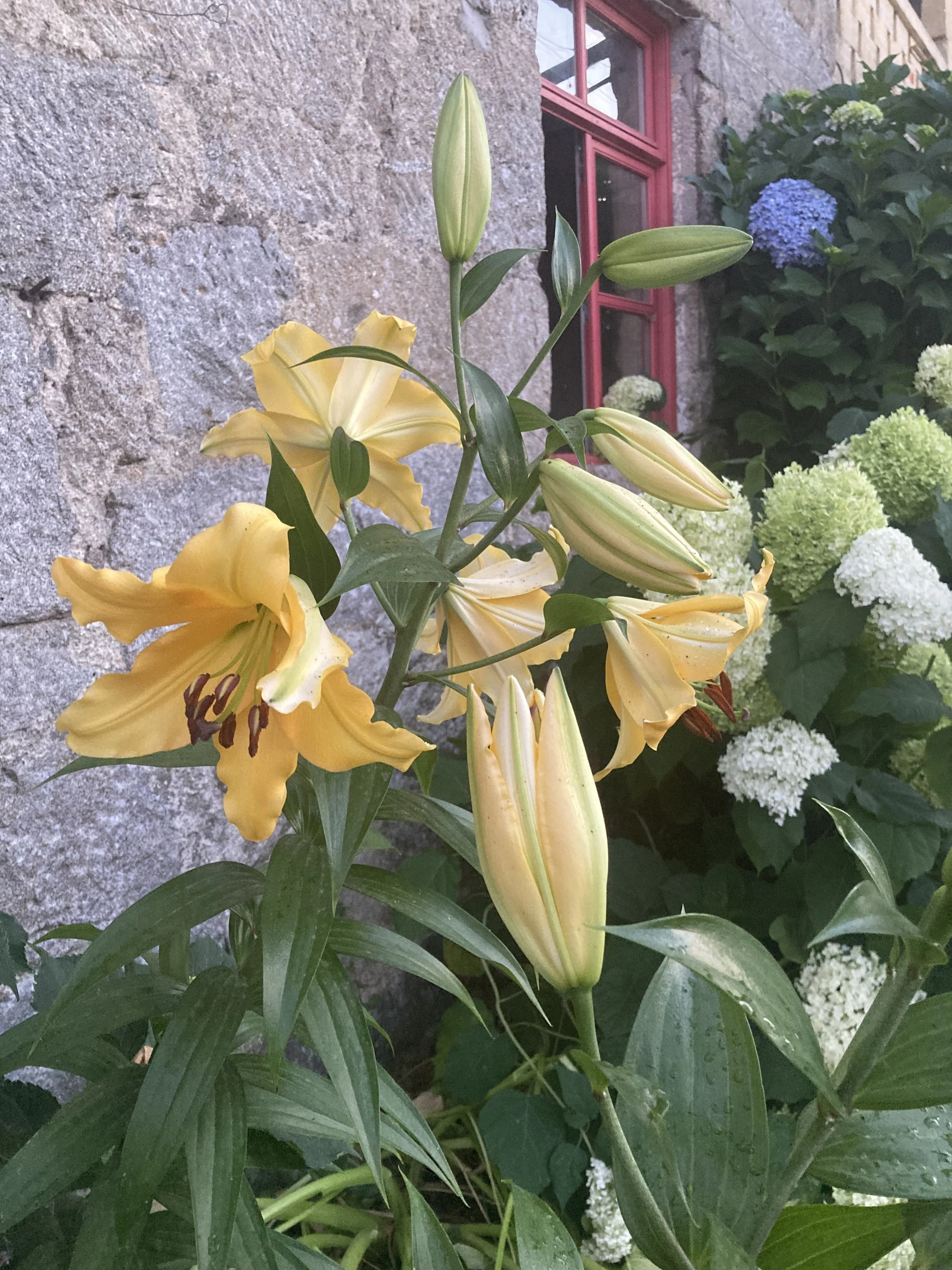 Yellow lilies with large green leaves in front of a stone wall and red window frame, with hydrangeas in the background.