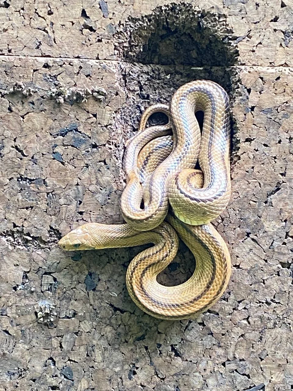 A small, multicolored snake with a pattern of yellow, black, and white scales, coiled on a rough, earthy surface next to a small hole.