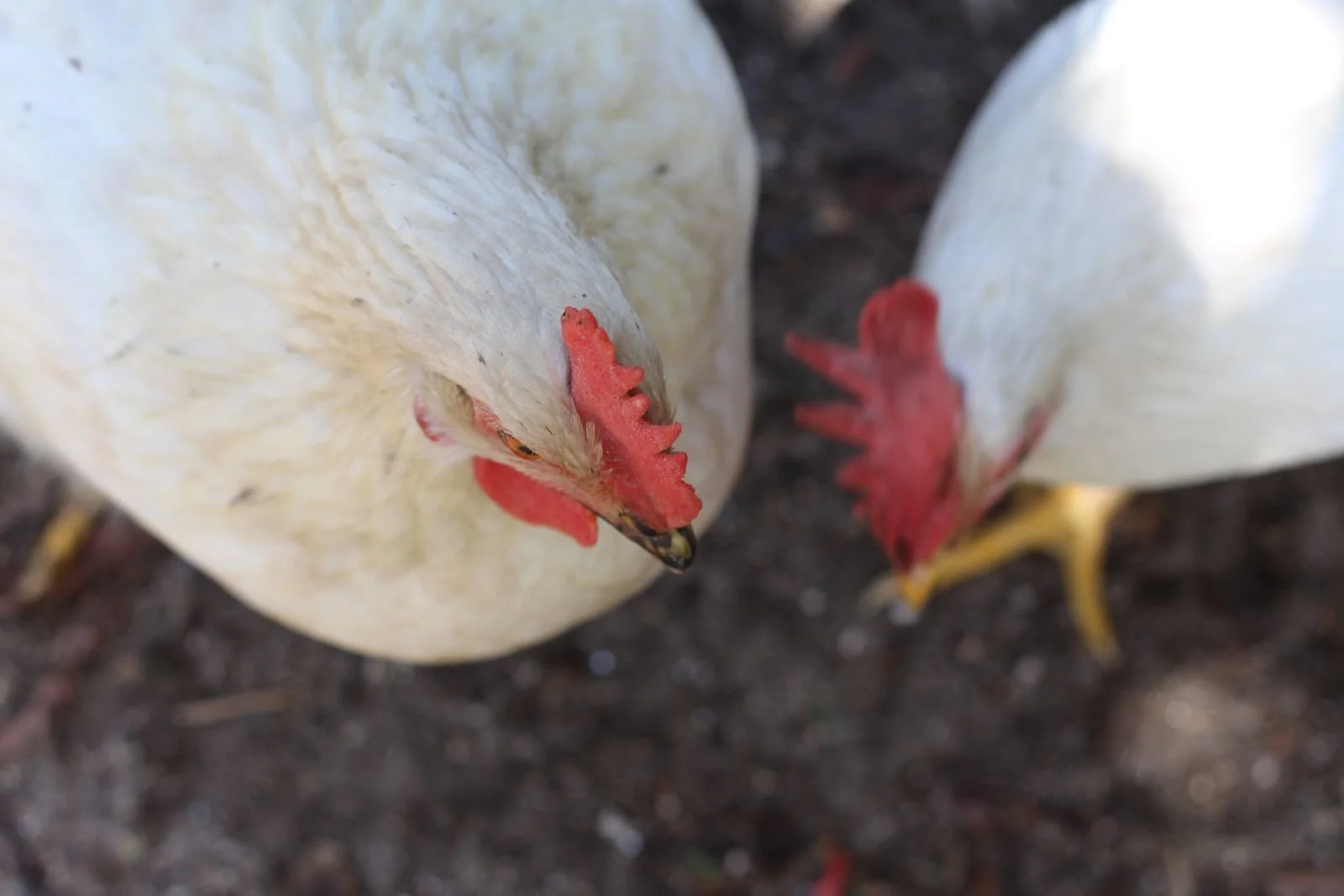Two white chickens with red combs and wattles on dark soil.
