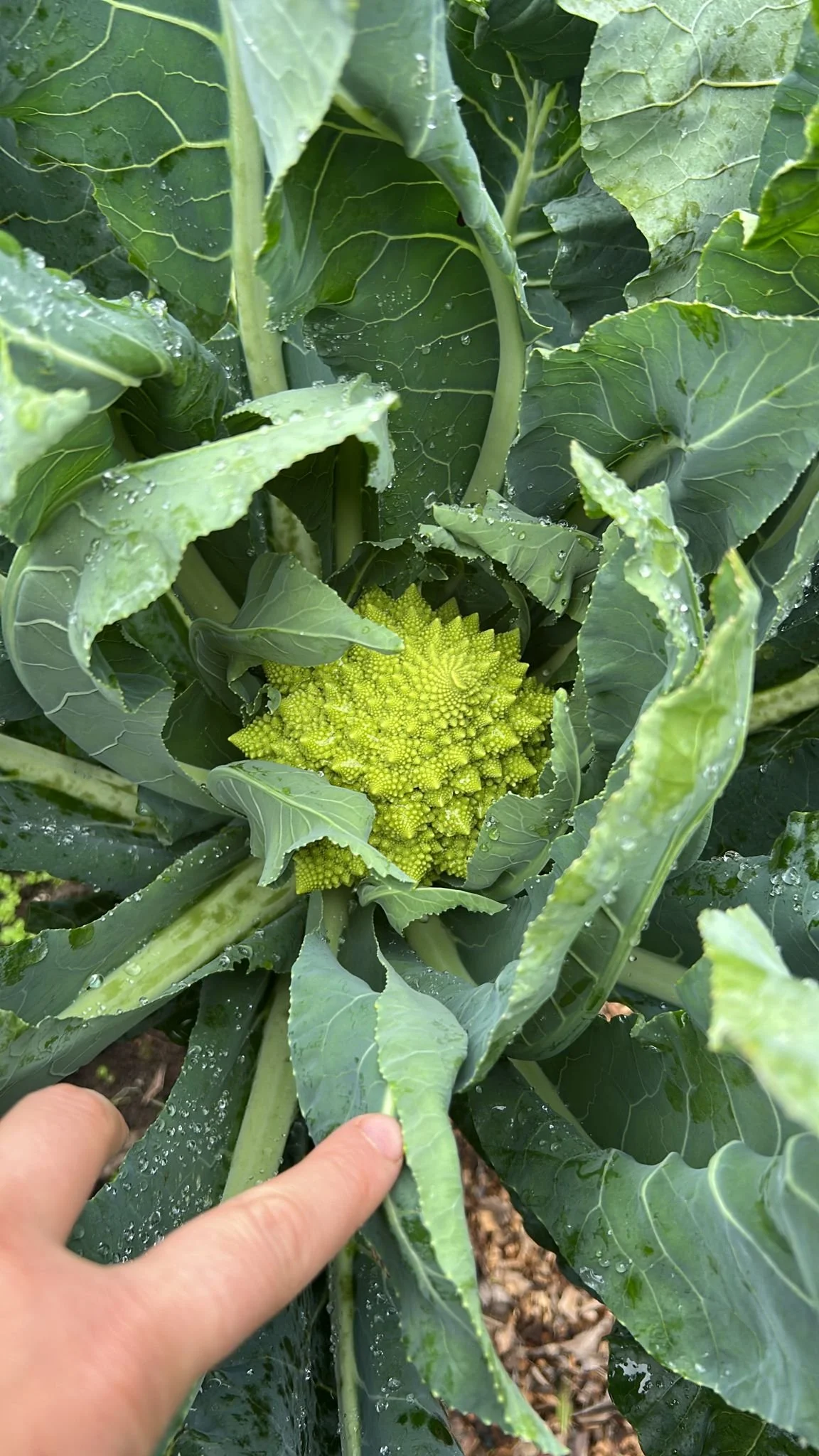 Close-up of a person's hand touching a green broccoli plant with a cluster of young broccoli buds surrounded by large green leaves.