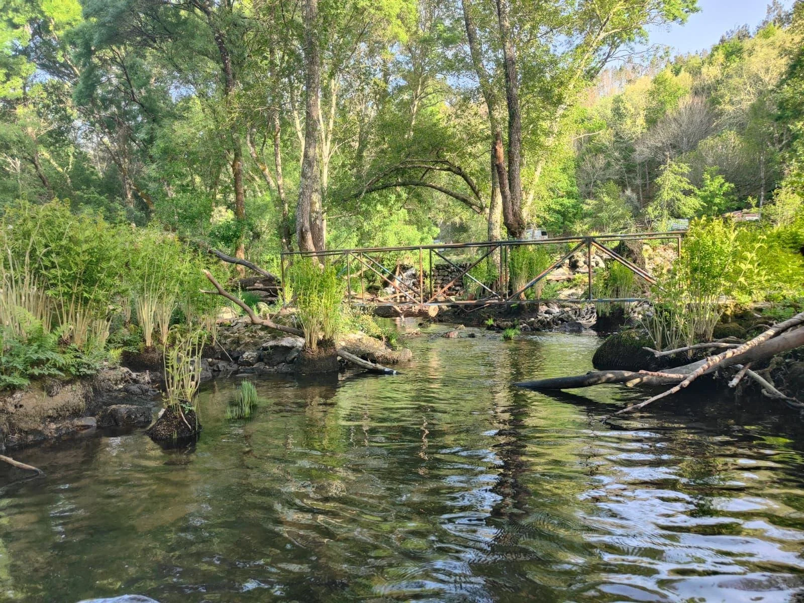 A small stream running through a lush green forest with a metal bridge crossing over it.