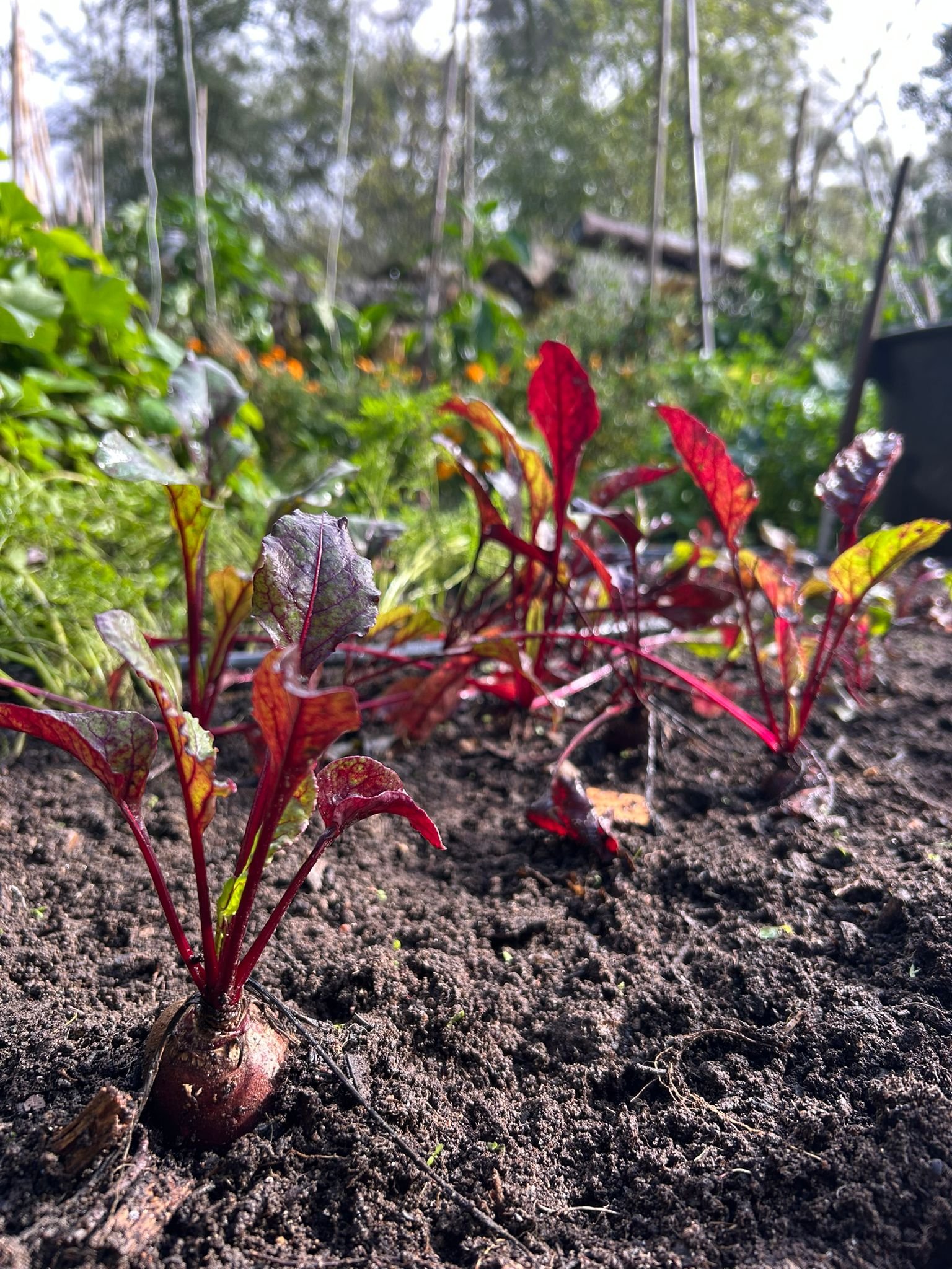 Close-up of a red beetroot plant emerging from dark soil in a garden bed, with green foliage and garden strings in the background.