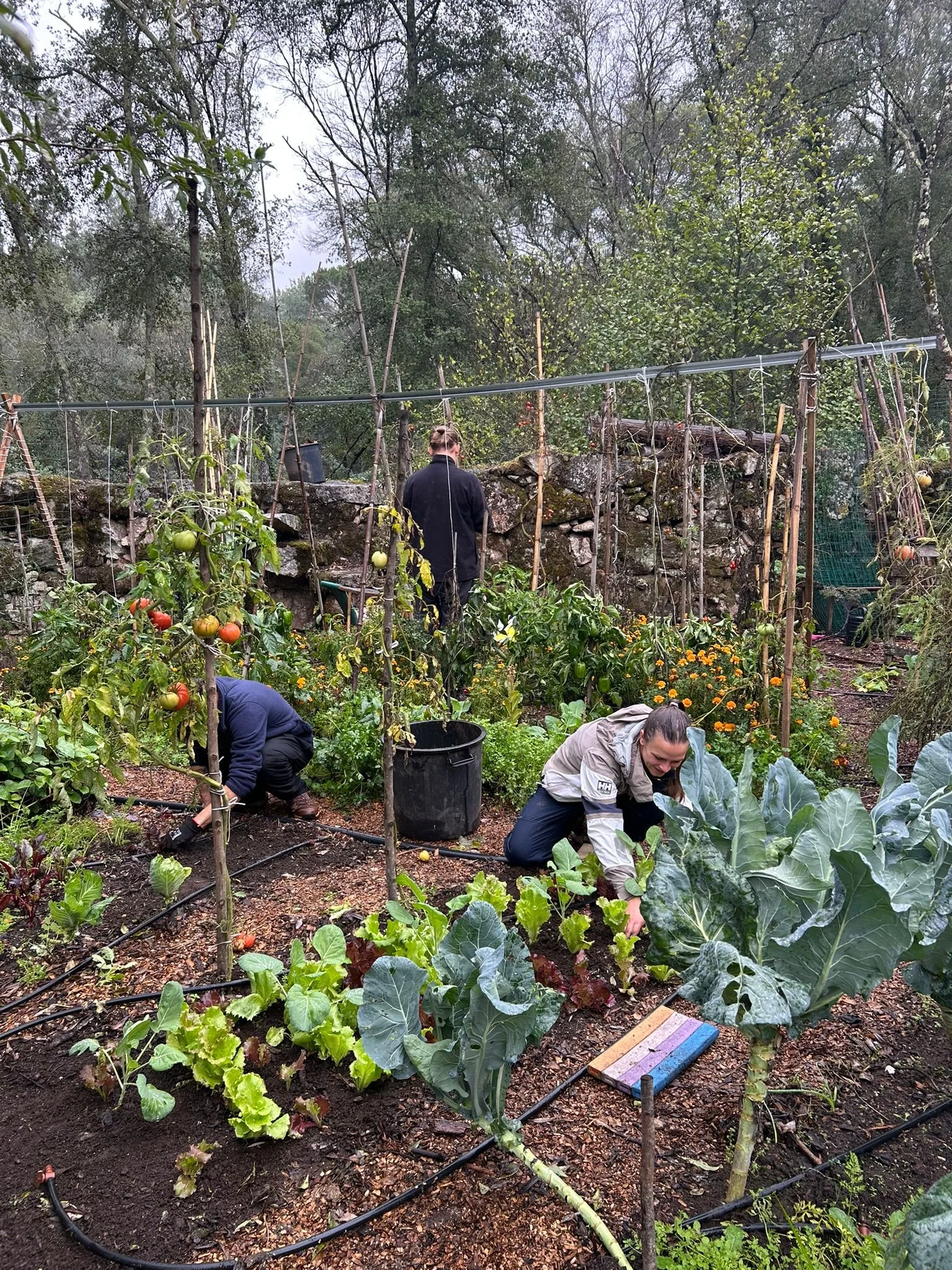 People working in a lush garden, tending to leafy vegetables and tomato plants with wooden stakes and drip irrigation, surrounded by trees and greenery.
