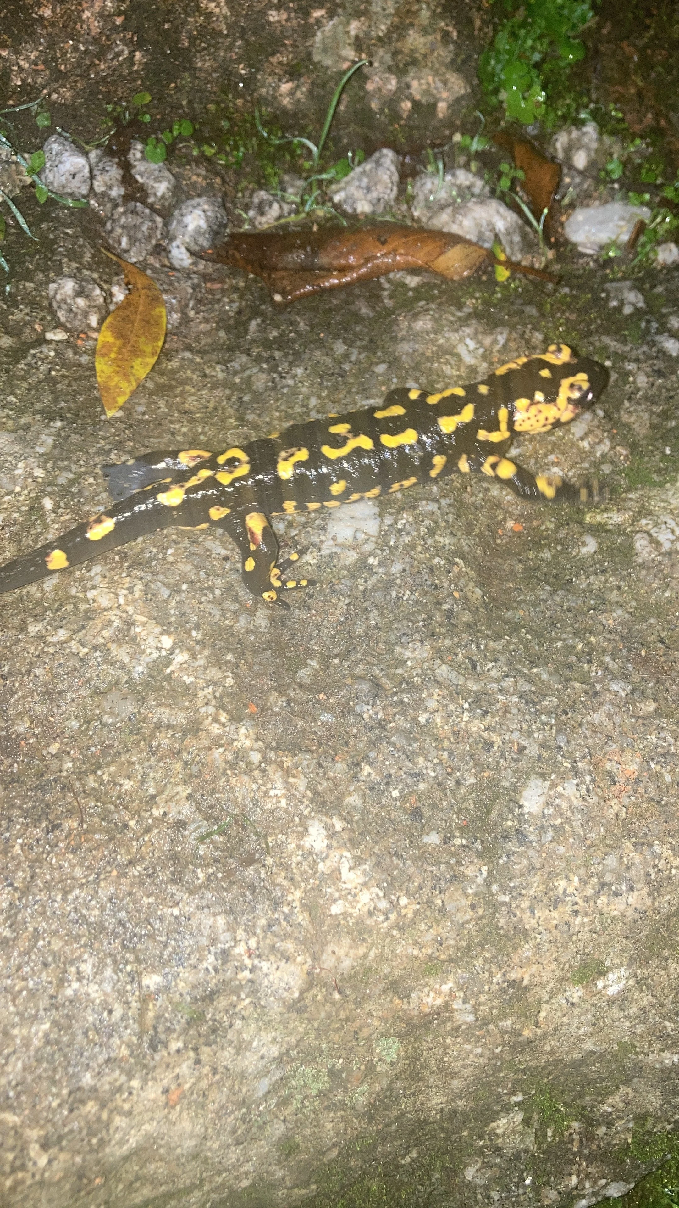 A black and yellow salamander on a dirt ground with small rocks and green plants.