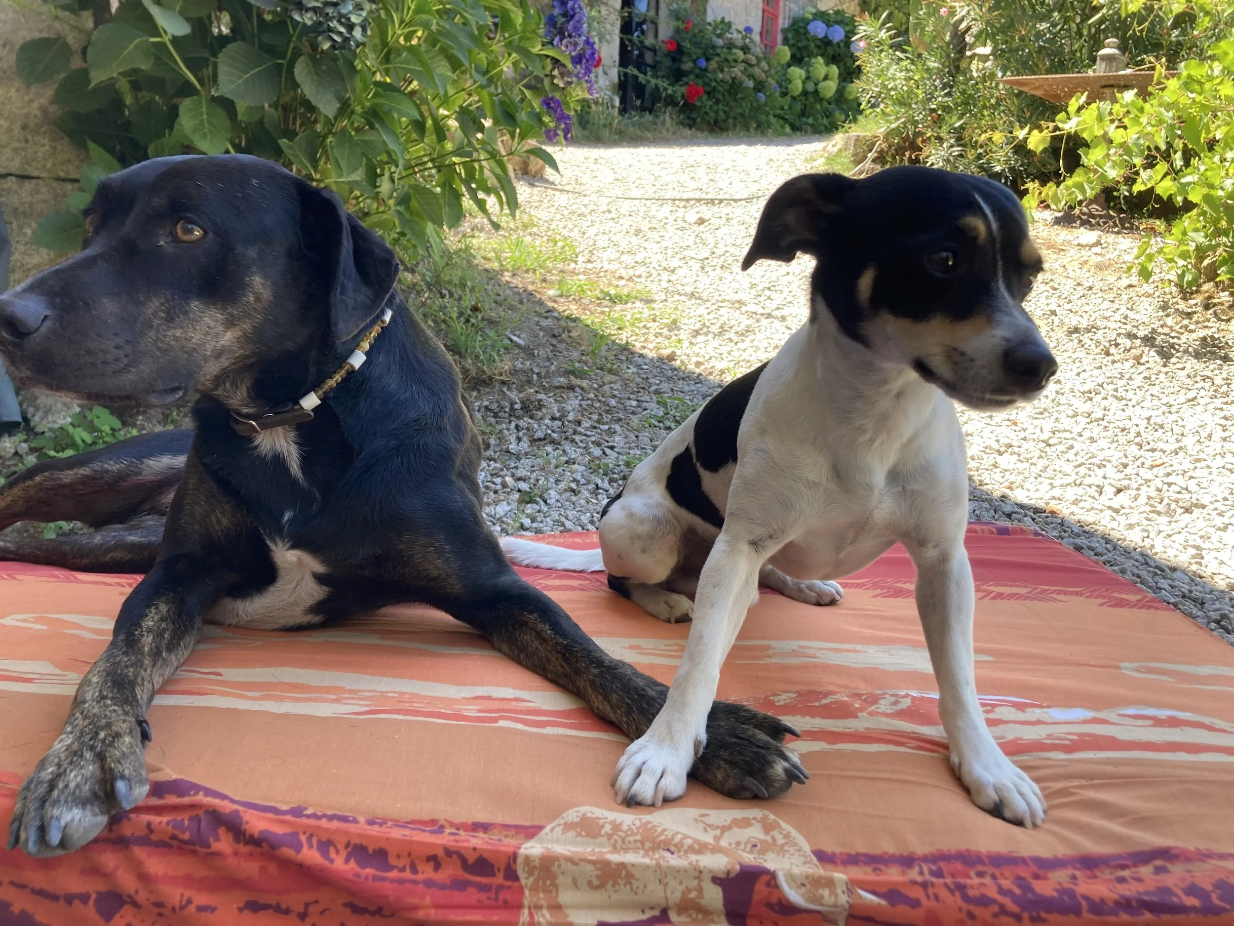 Two dogs, one black and tan with a gold and white beaded collar lying on the ground, and one black and white puppy sitting on a patterned orange and red blanket in a garden with green foliage and colorful flowers in the background.