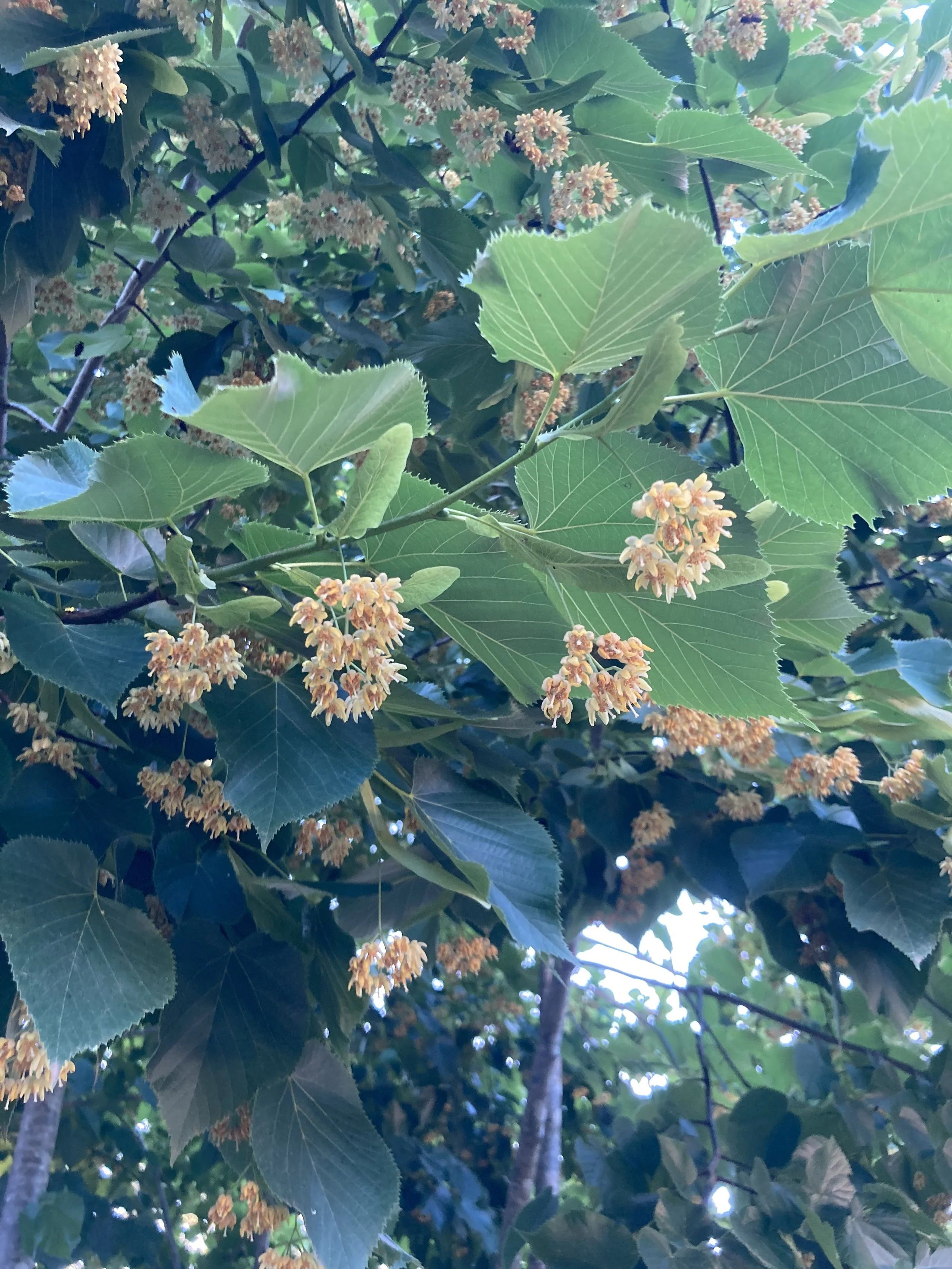 Close-up view of green leaves and small clusters of cream-colored flowers on a tree.