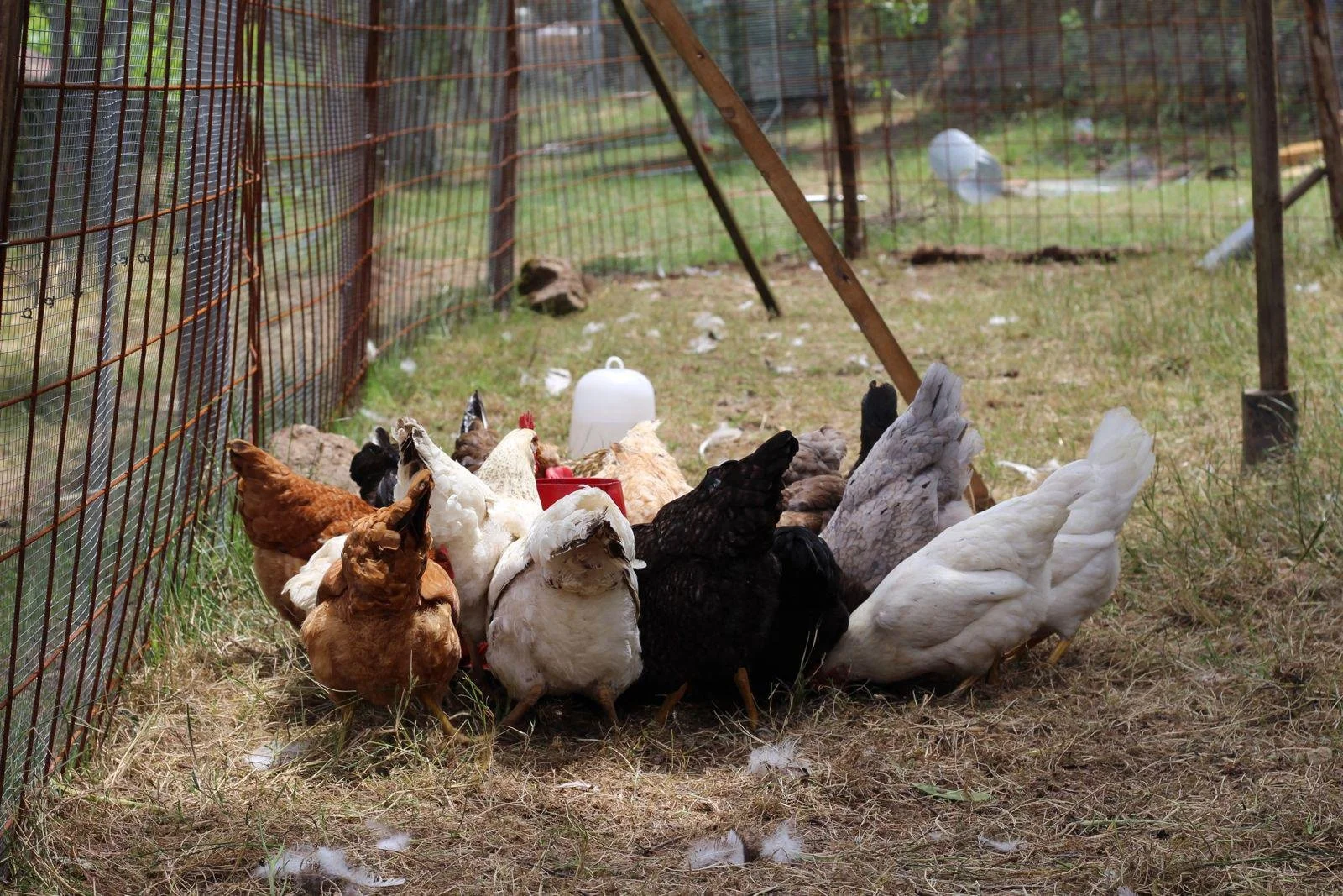 A group of chickens inside a wire enclosure on a grassy farm, with some feathers scattered on the ground and a water container nearby.