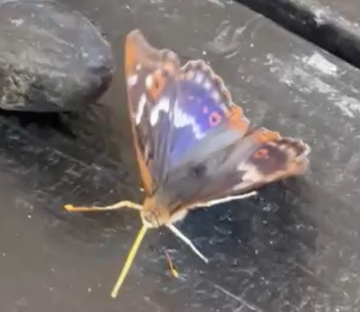 Close-up of a butterfly resting on a dark surface.